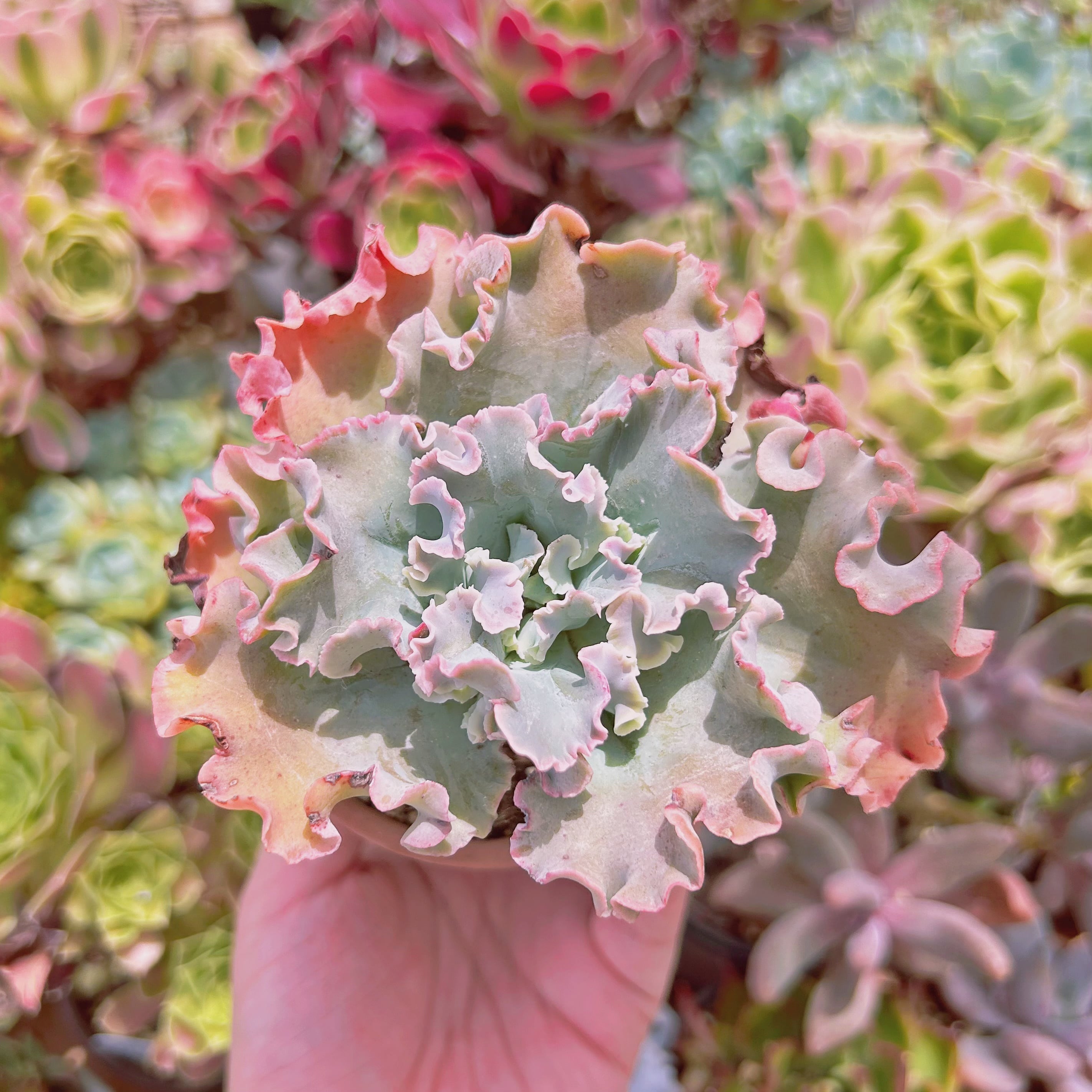 現物　多肉植物　  高砂の翁　抜き苗