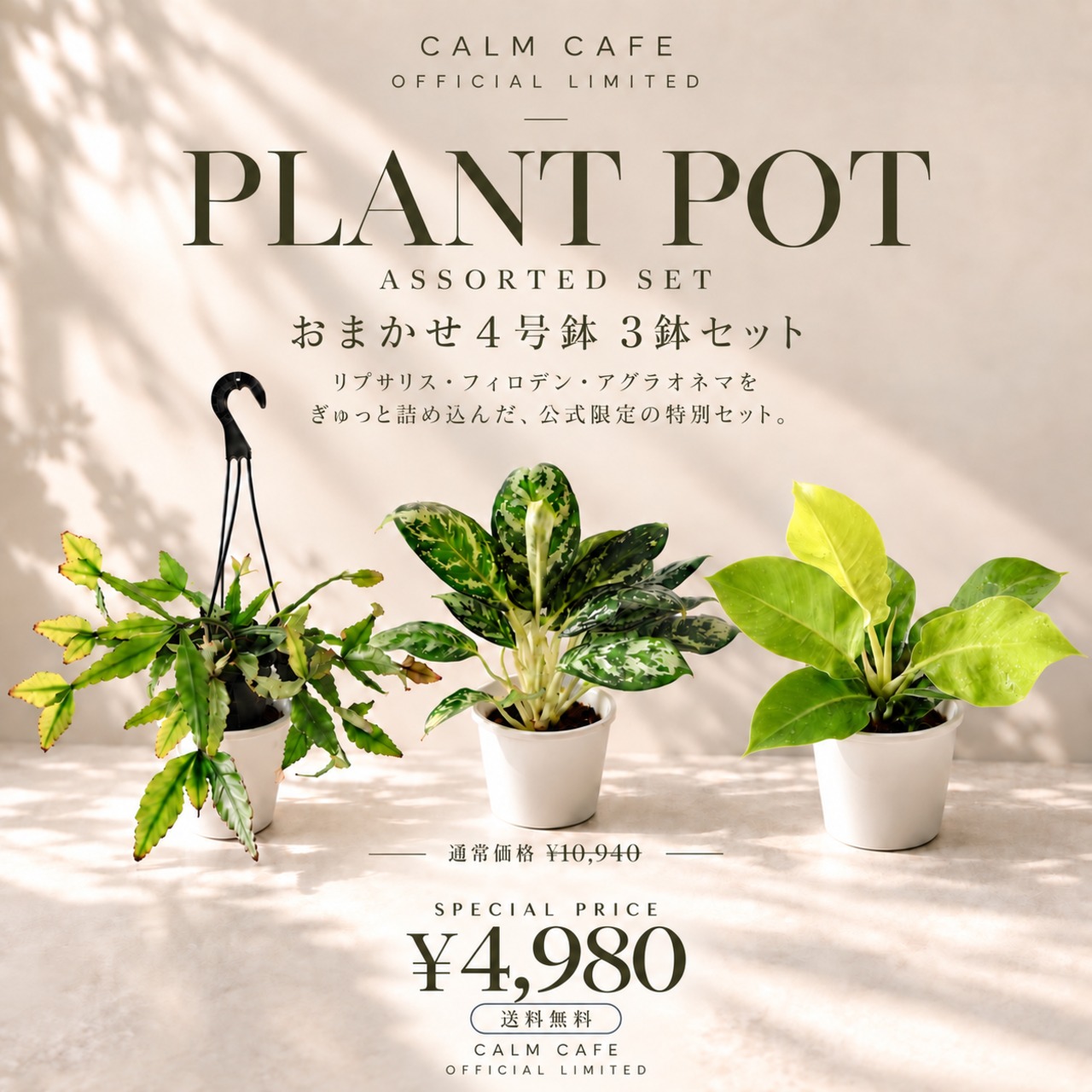 《数量限定》calm cafe 公式限定｜おまかせ4号鉢 3鉢セット