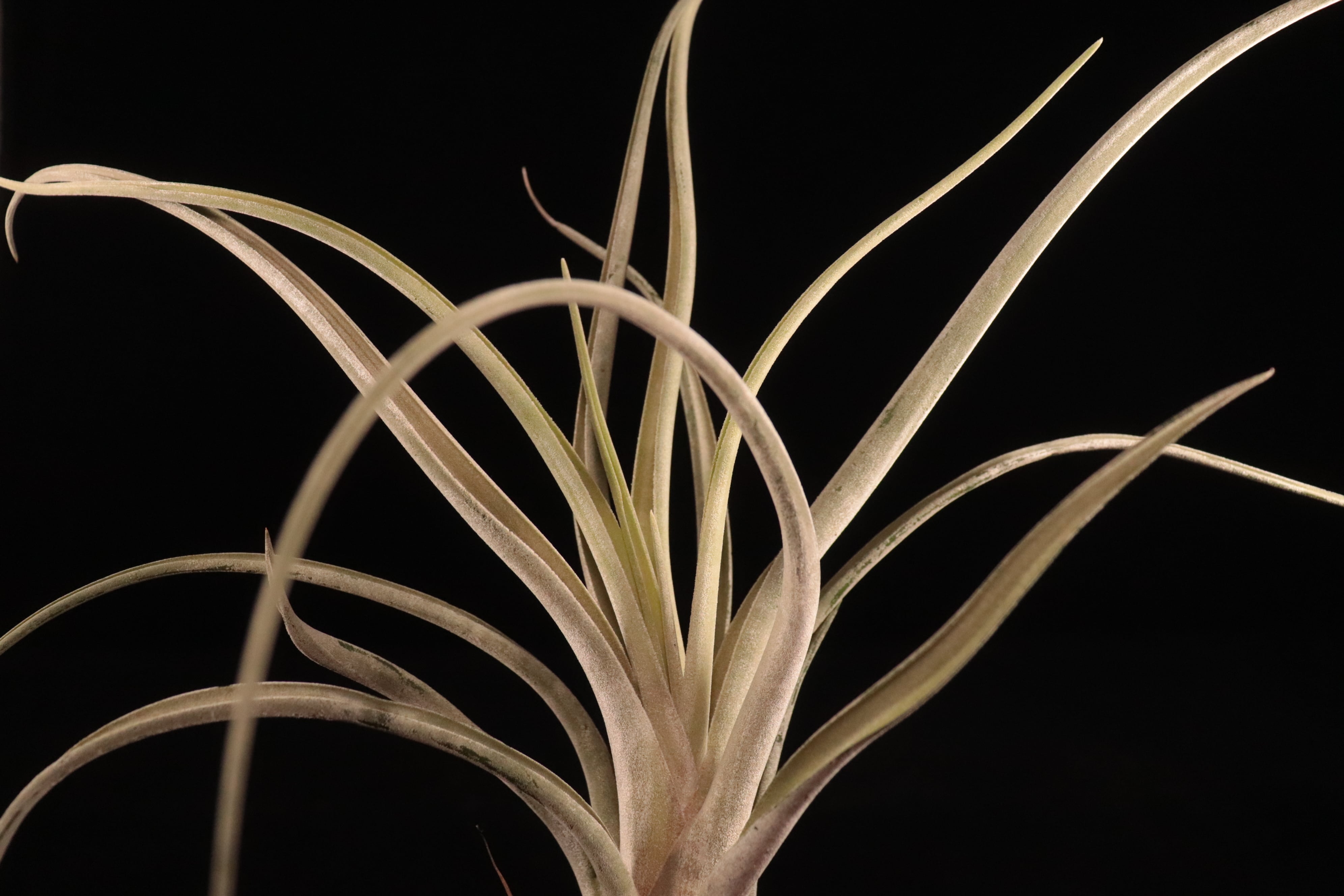 送料無料】chiapensis x caput-medusae〔エアプランツ〕現品発送T5109