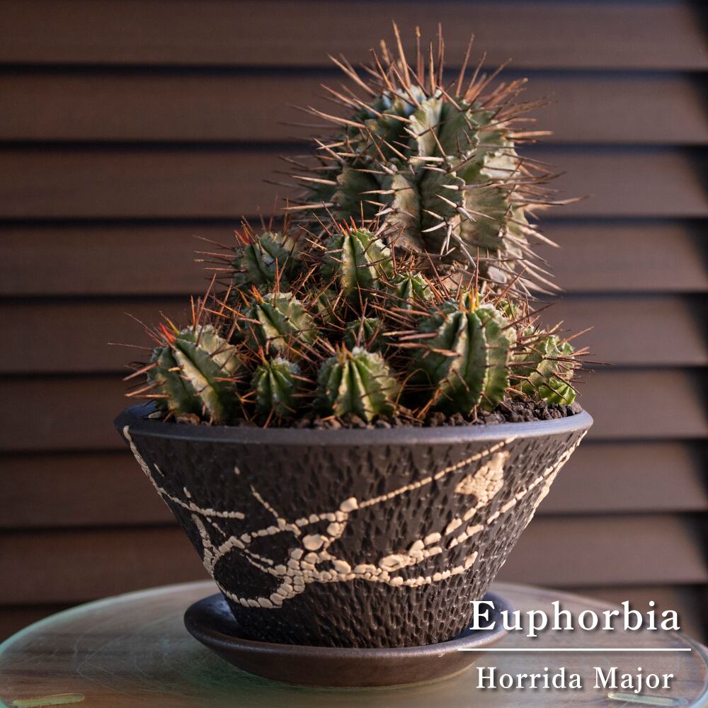 ユーフォルビア ホリダ マジョール Euphorbia Horrida Major 群生株 強棘 1213BK