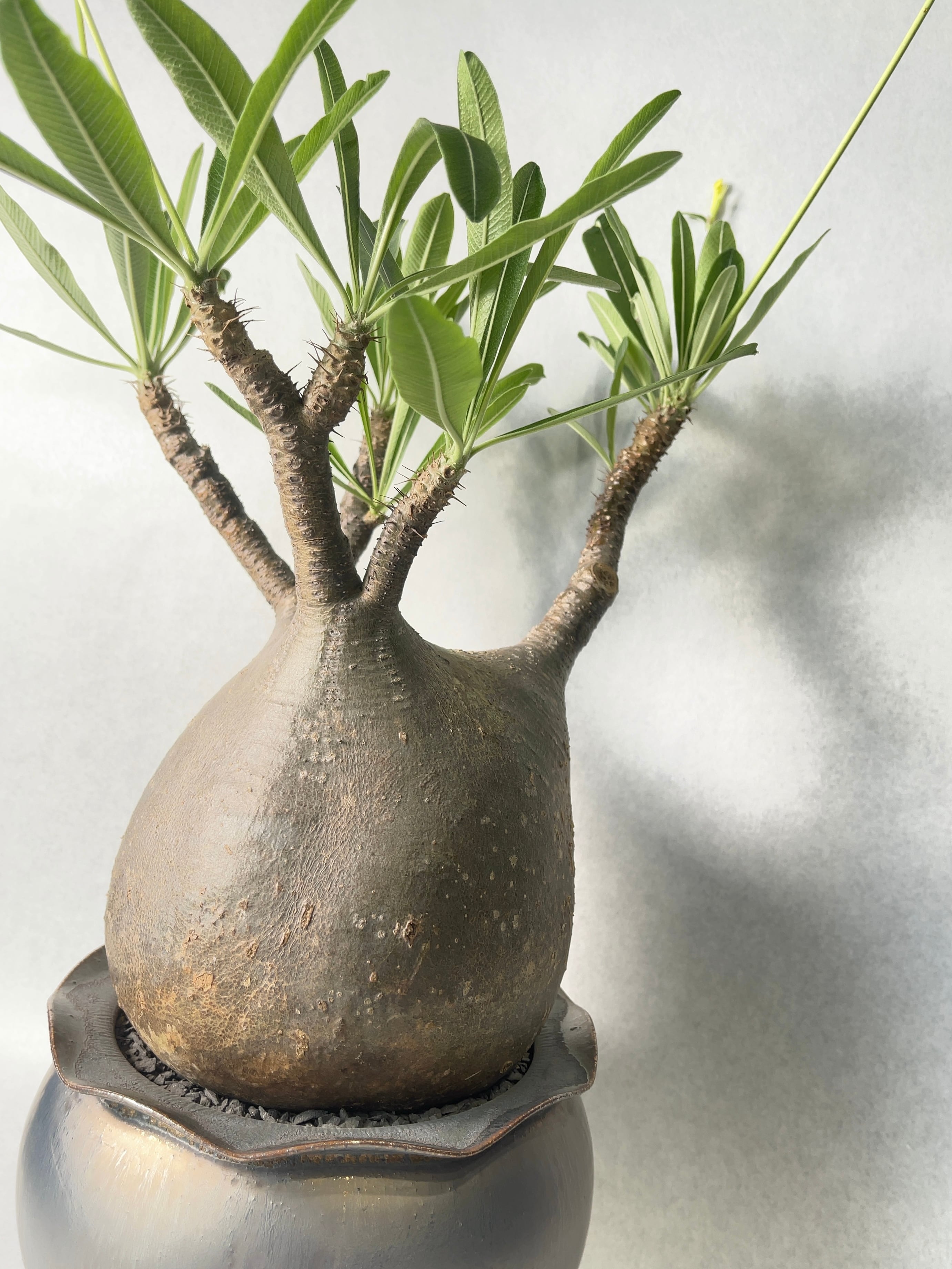 パキポディウム・グラキリス | trigger