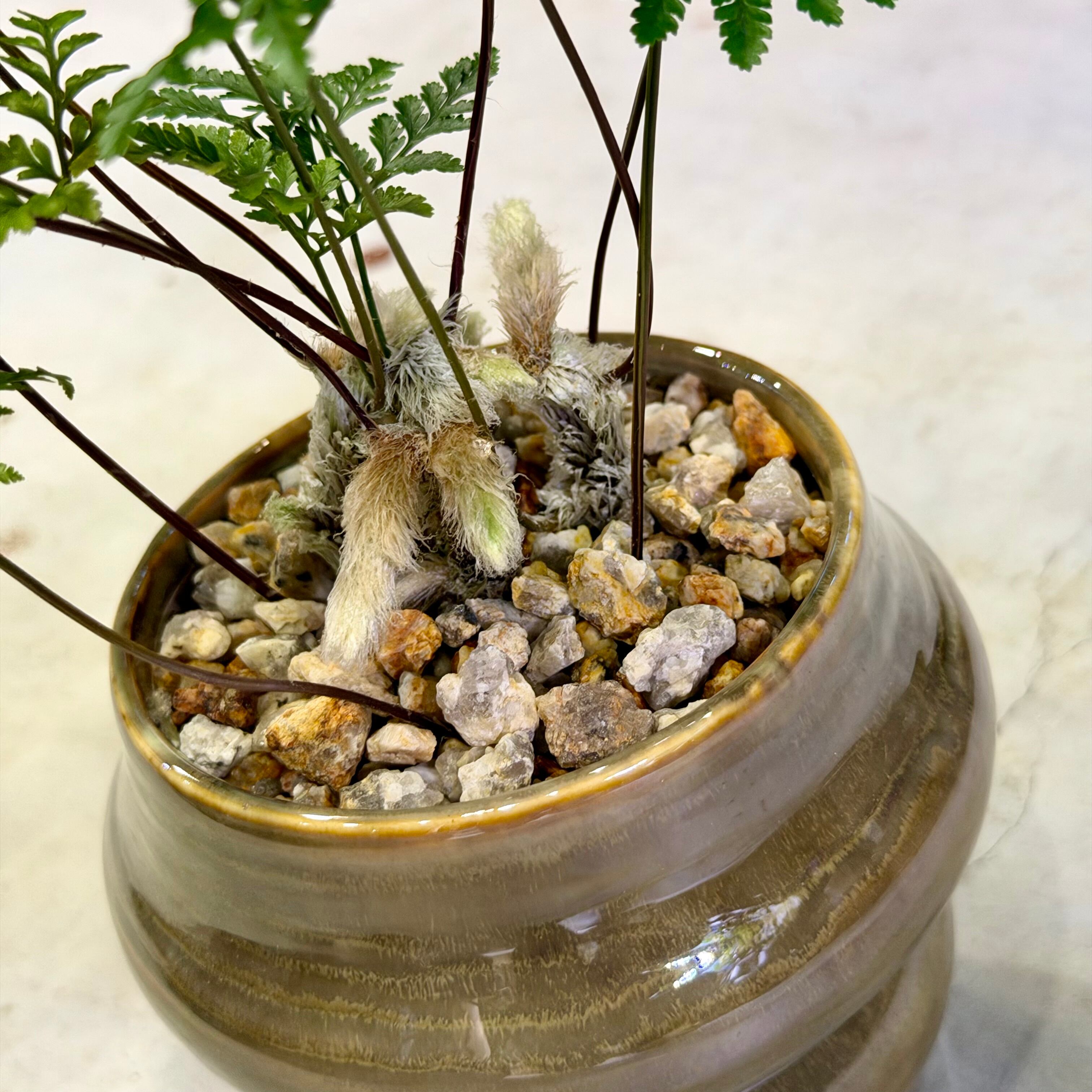 しのぶ（忍） | barrelplants_BONSAI