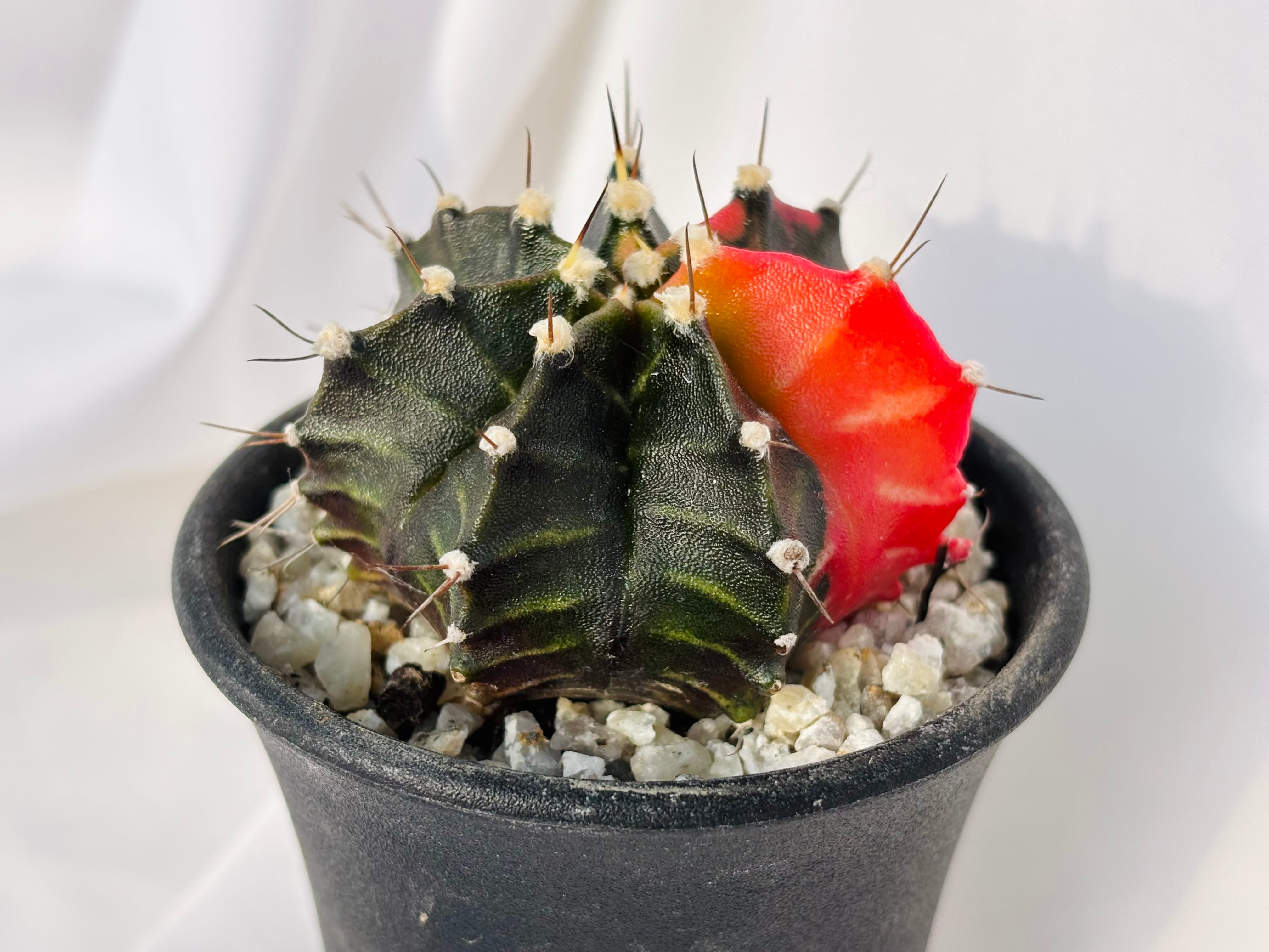 Gymnocalycium mihanovichii 緋牡丹錦 サボテン | plants MARU