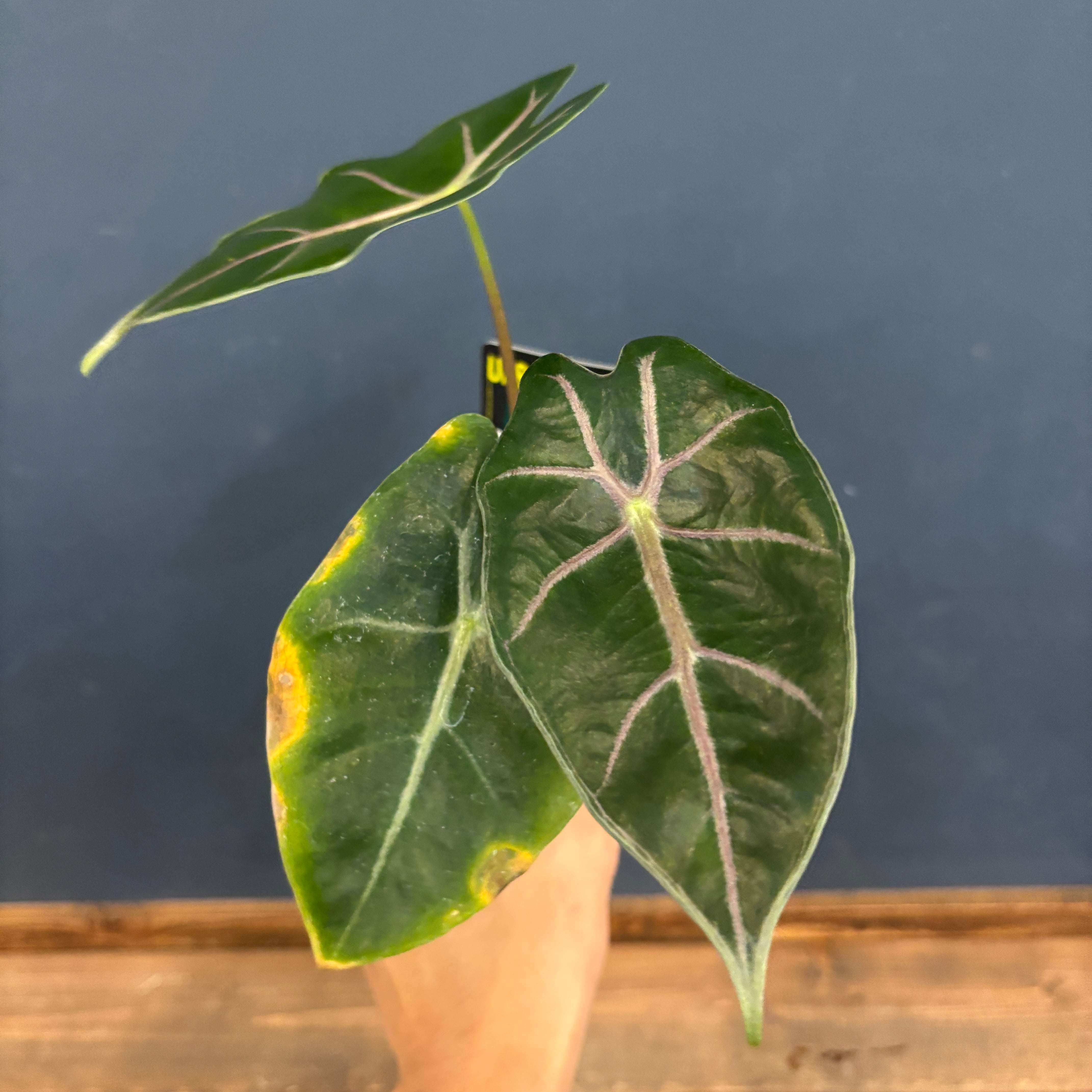 アロカシア スーヒルマニアナ purple vein【697】 | PROTOLEAF プロト