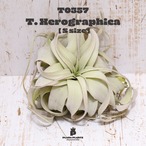 【送料無料】キセログラフィカS〔エアプランツ〕現品発送T0357