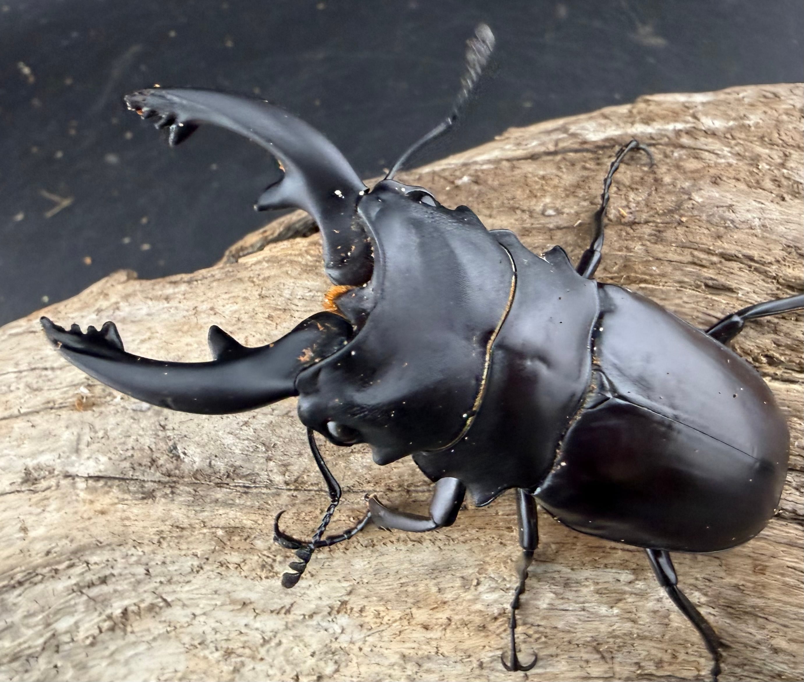 ツヤクワガタの仲間 | KPW公式オンラインショップ