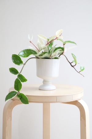 【S】ホヤ リップカラー/Hoya　