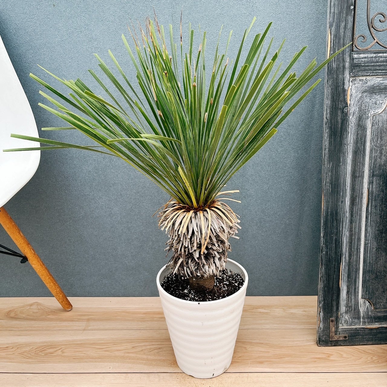 ［現品］【希少】4番　ユッカ　ロストラータ　7号　観葉植物　大型　レア　地植え可 ユッカ・ロストラータ 7号鉢 限定 | フラワーショップあきの ユッカ
