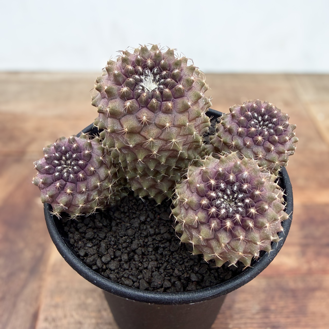Copiapoa tenuissima【コピアポア・テヌイシマ】