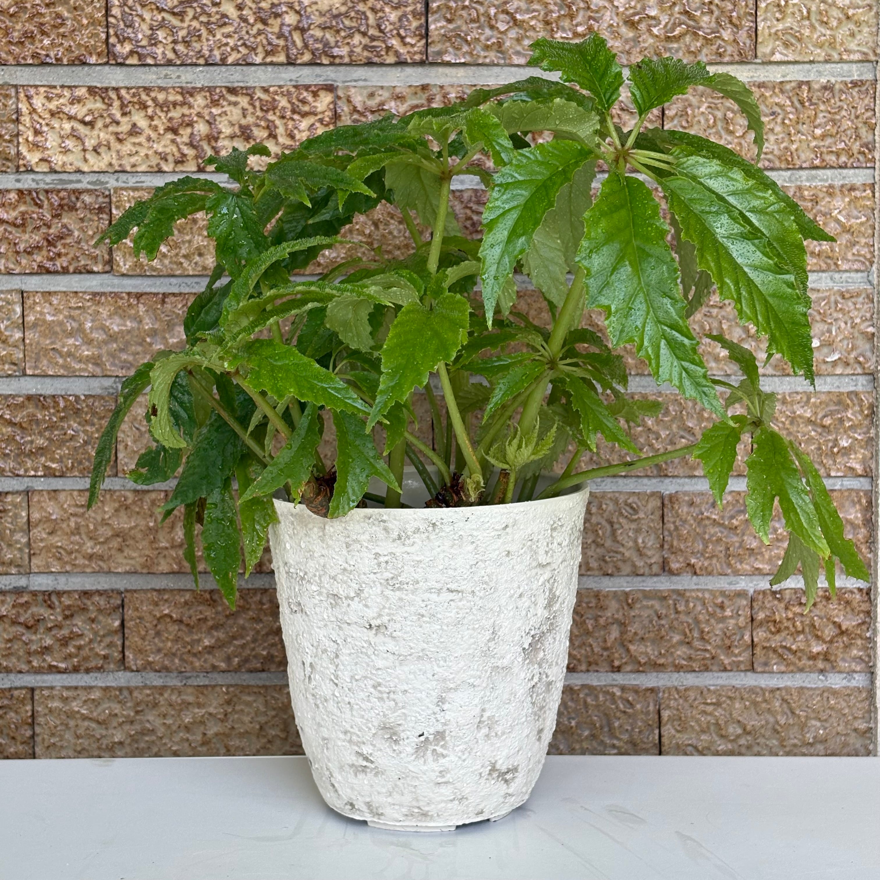 ベゴニア セレクト鉢