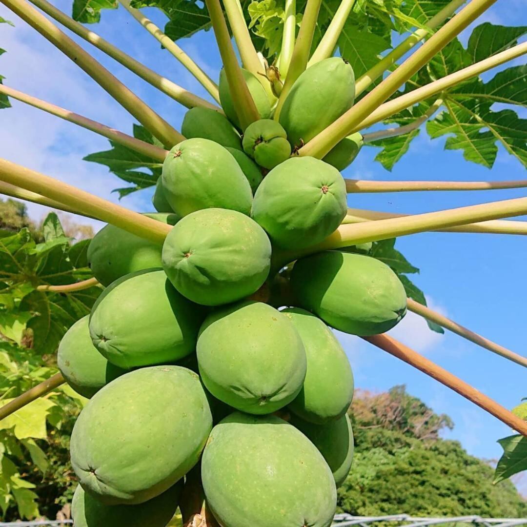 OKINAWA　3kg　酵素たっぷり！！健康美容野菜　沖縄熱帯フルーツ、島野菜、沖縄特産品販売　ADAN　！沖縄産　ちょっとお取り寄せ　アダン沖縄　完全無農薬島野菜　青パパイヤ　BASE店