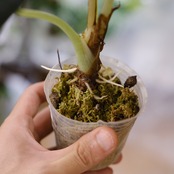 【斑入り】アロカシア ブラックベルベット⑥ / Alocasia reginula 'Variegated'│観葉植物