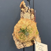 【抽選販売】【限定価格】【UJ】ビカクシダ ジェニー P. willinckii 'Jenny' 板付け(コルク)(限定1)