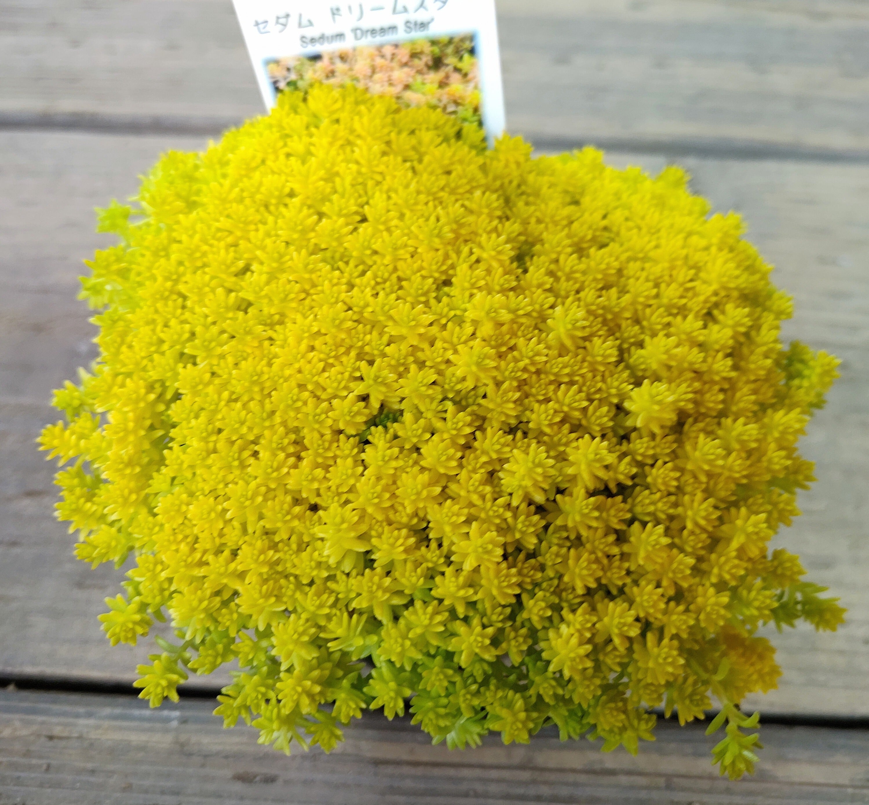 ドリームスター | RuPo 多肉植物専門店