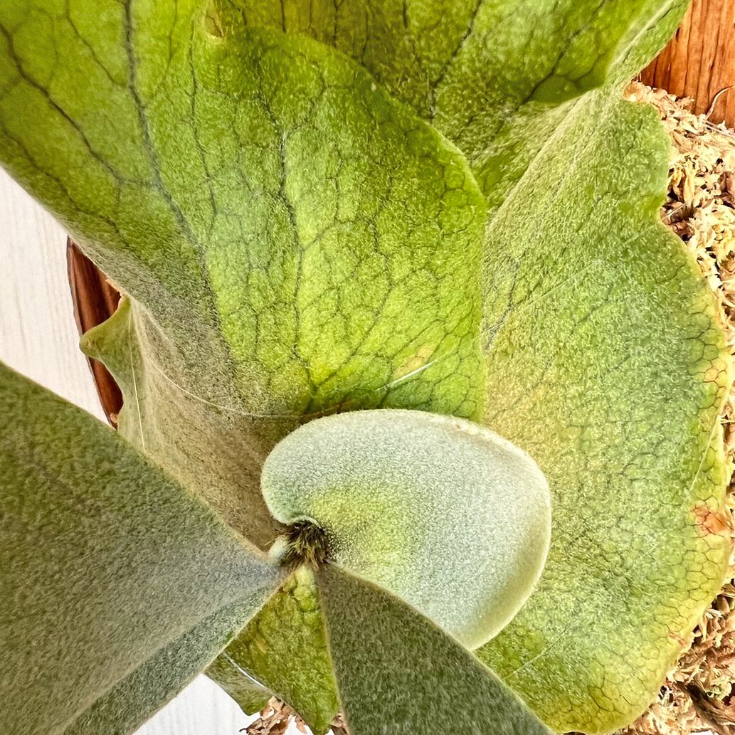 ビカクシダ ウィリンキー 板付 【観葉植物 室内 コウモリラン