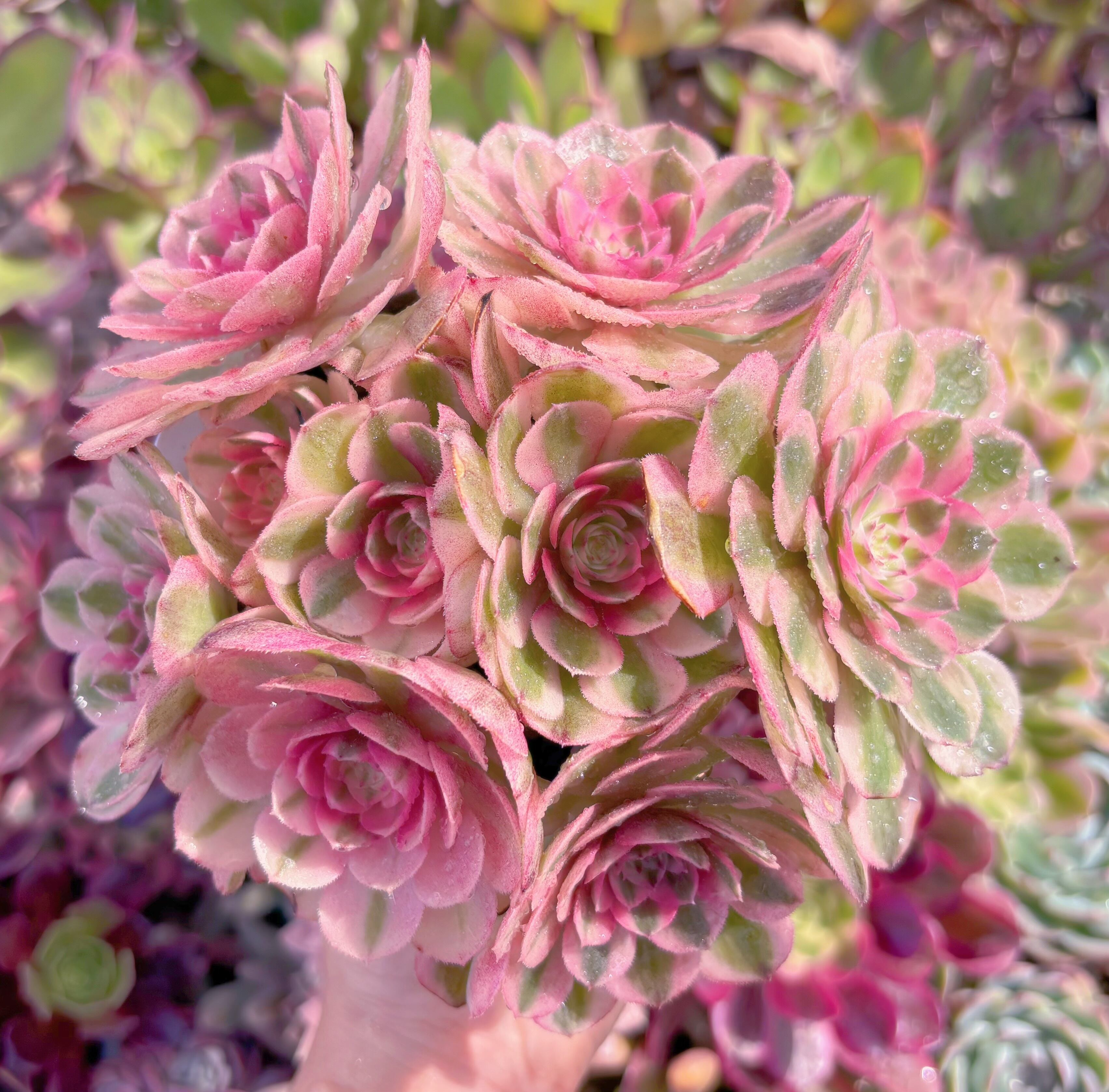 現品　ハロウィン白錦#C08　特大群生　新入荷　るる農園