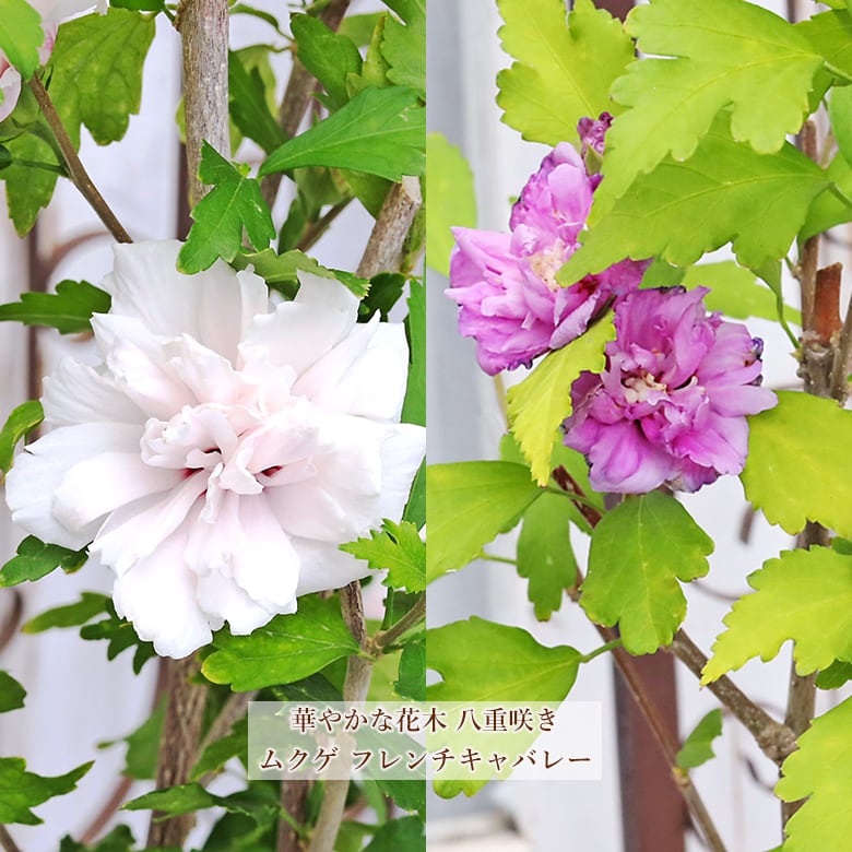 カラジウム　ファイヤーフェニックス　ピーチ　ピンクビューティー　7点セット 観葉植物 カラジウム ファイヤーフェニックス 3.5号 カラジューム