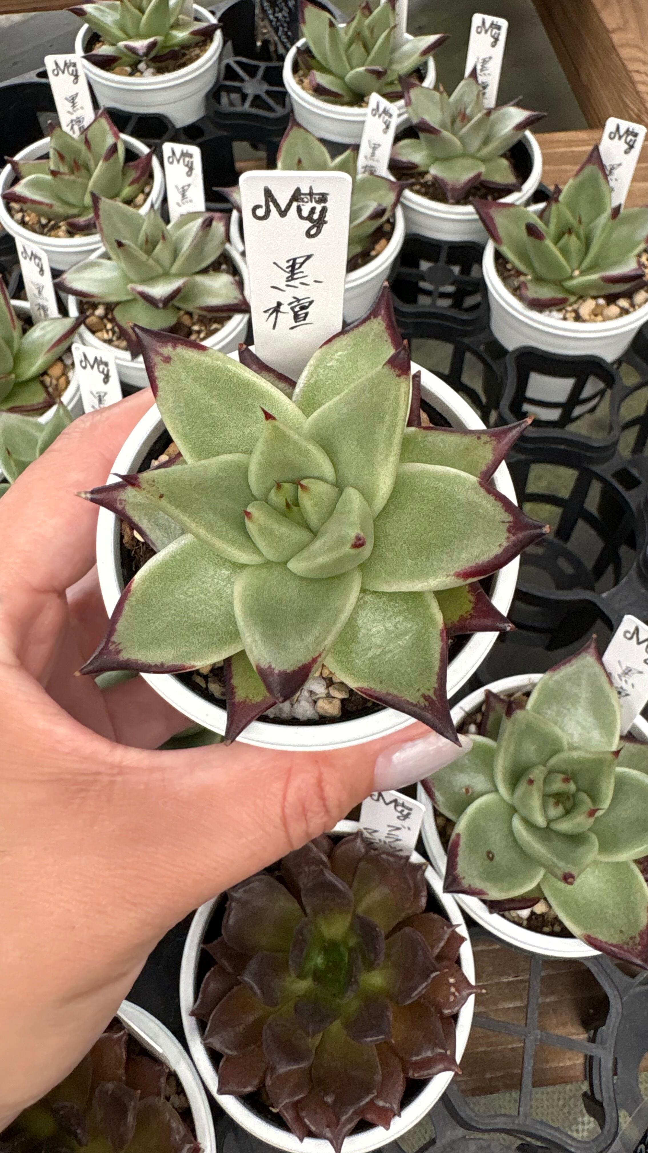 多肉植物専門店MYplus