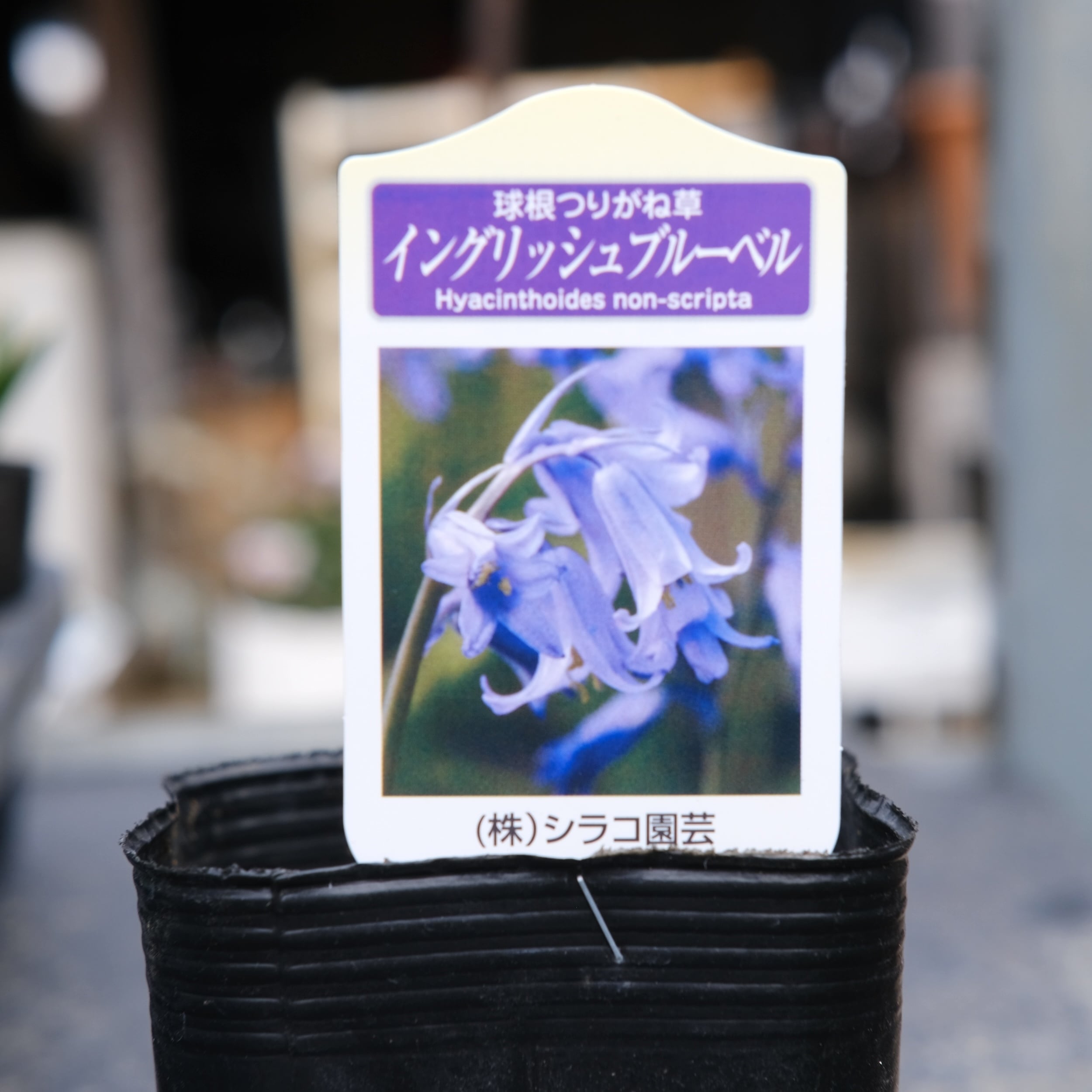 希少！球根つりがね草《 イングリッシュブルーベル 》 | グリーン