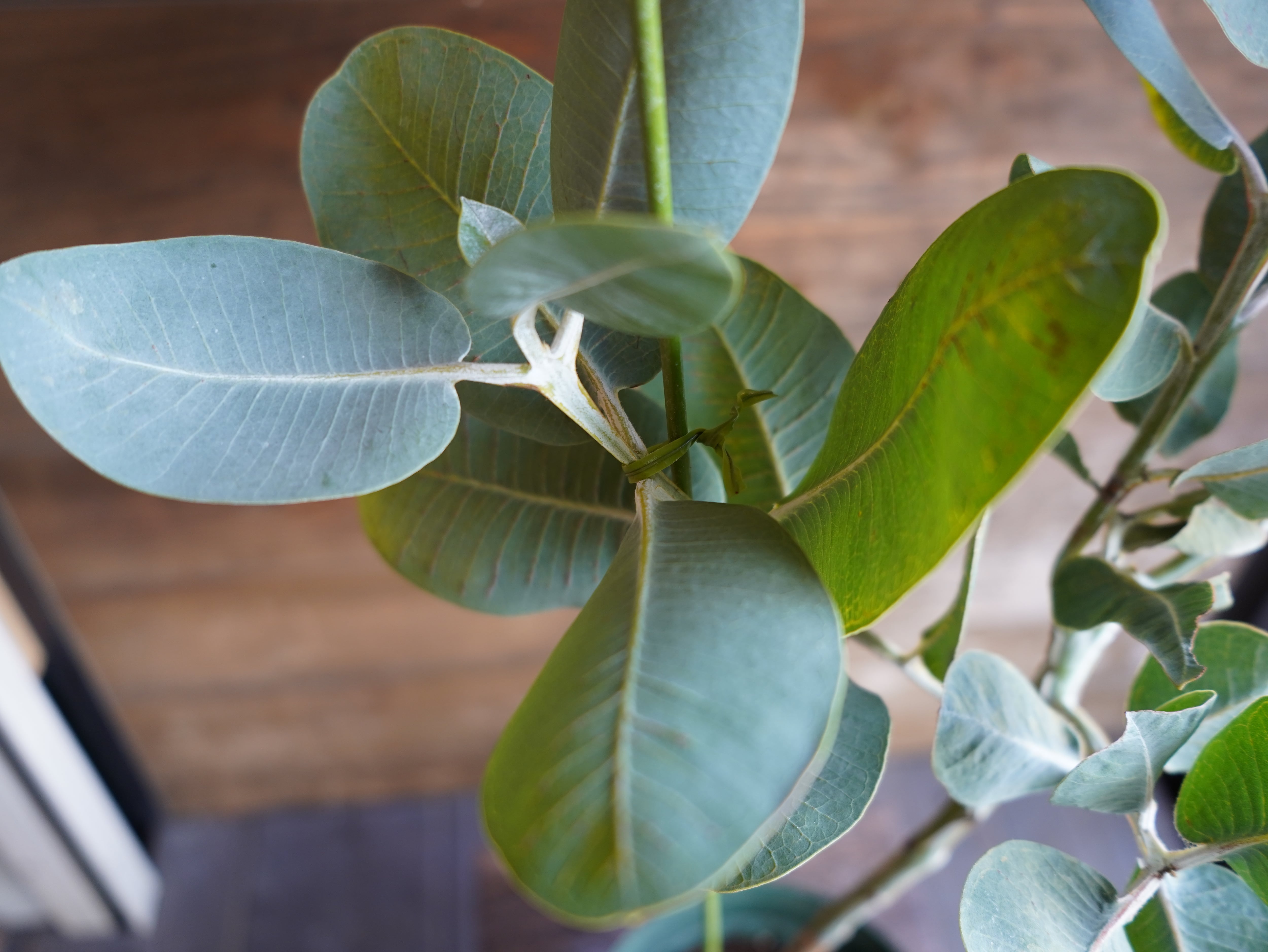 【現物】ユーカリ　”プレウロカルパ”　A