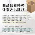 ドラセナマッサン 平陶器 育てやすい大型サイズ 7号 高さ70cm 受け皿付き