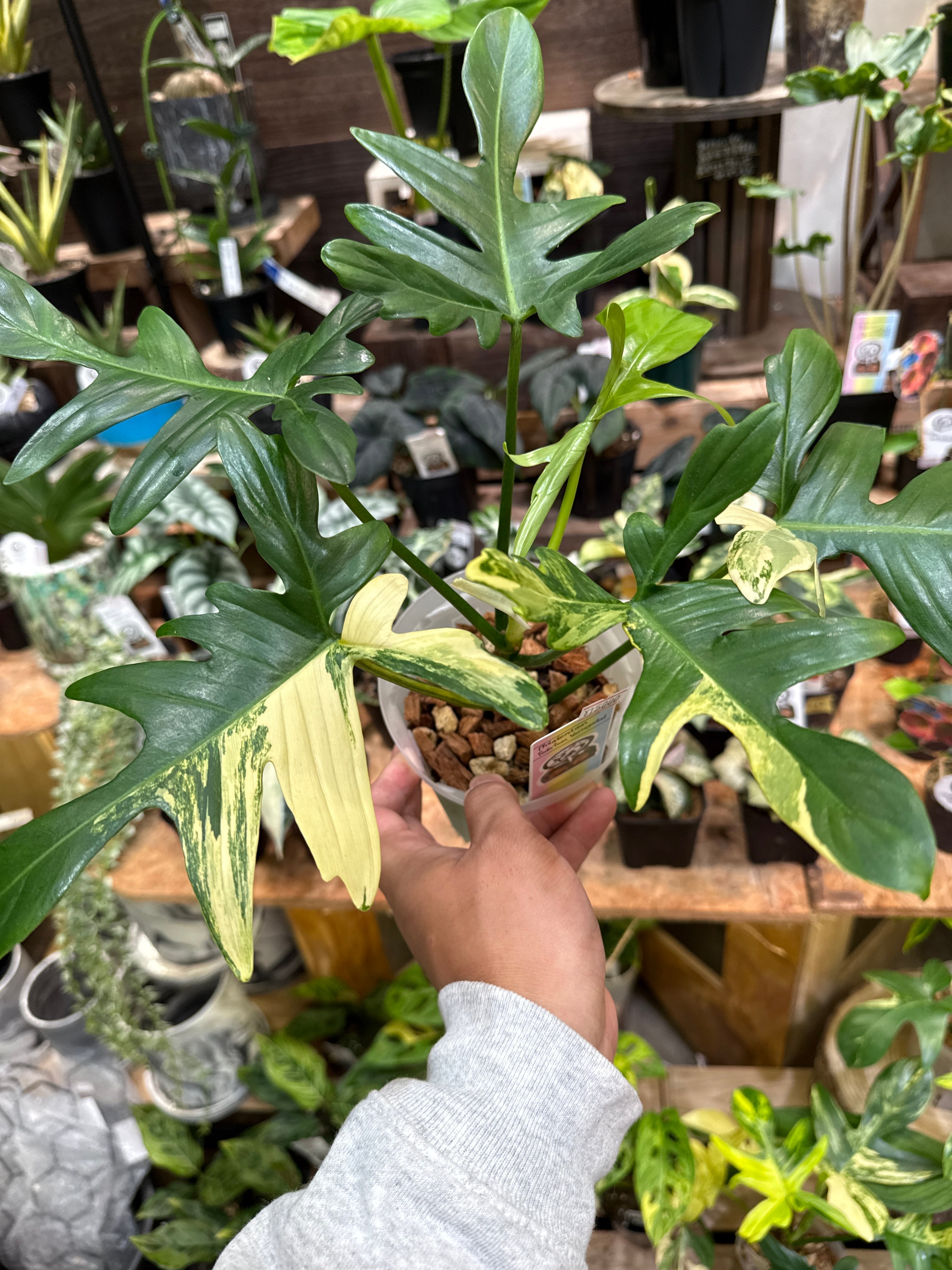 ③ Philodendron Pedatum variegated /フィロデンドロン ペダツム