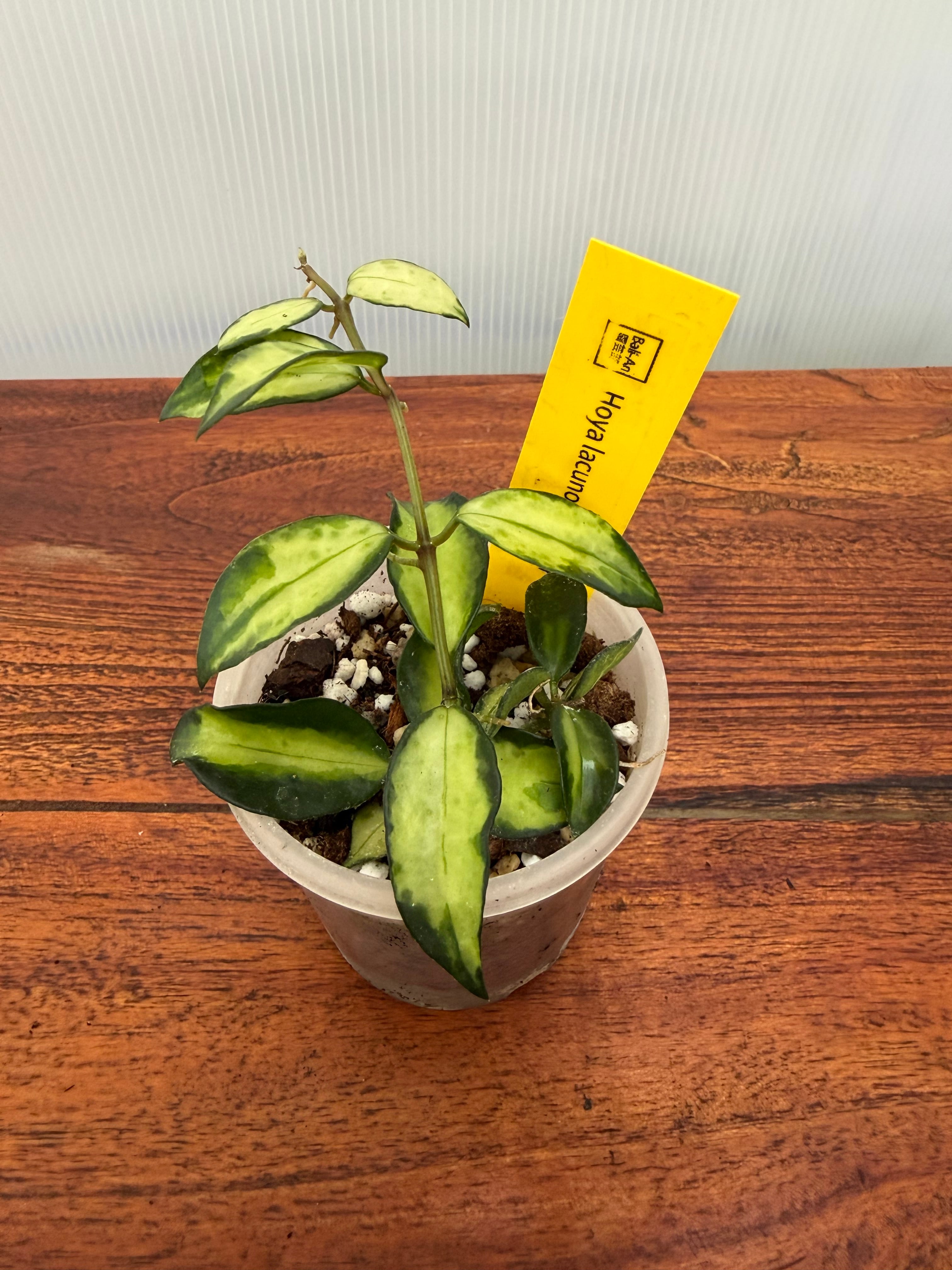 Hoya | BALI-AN 園芸