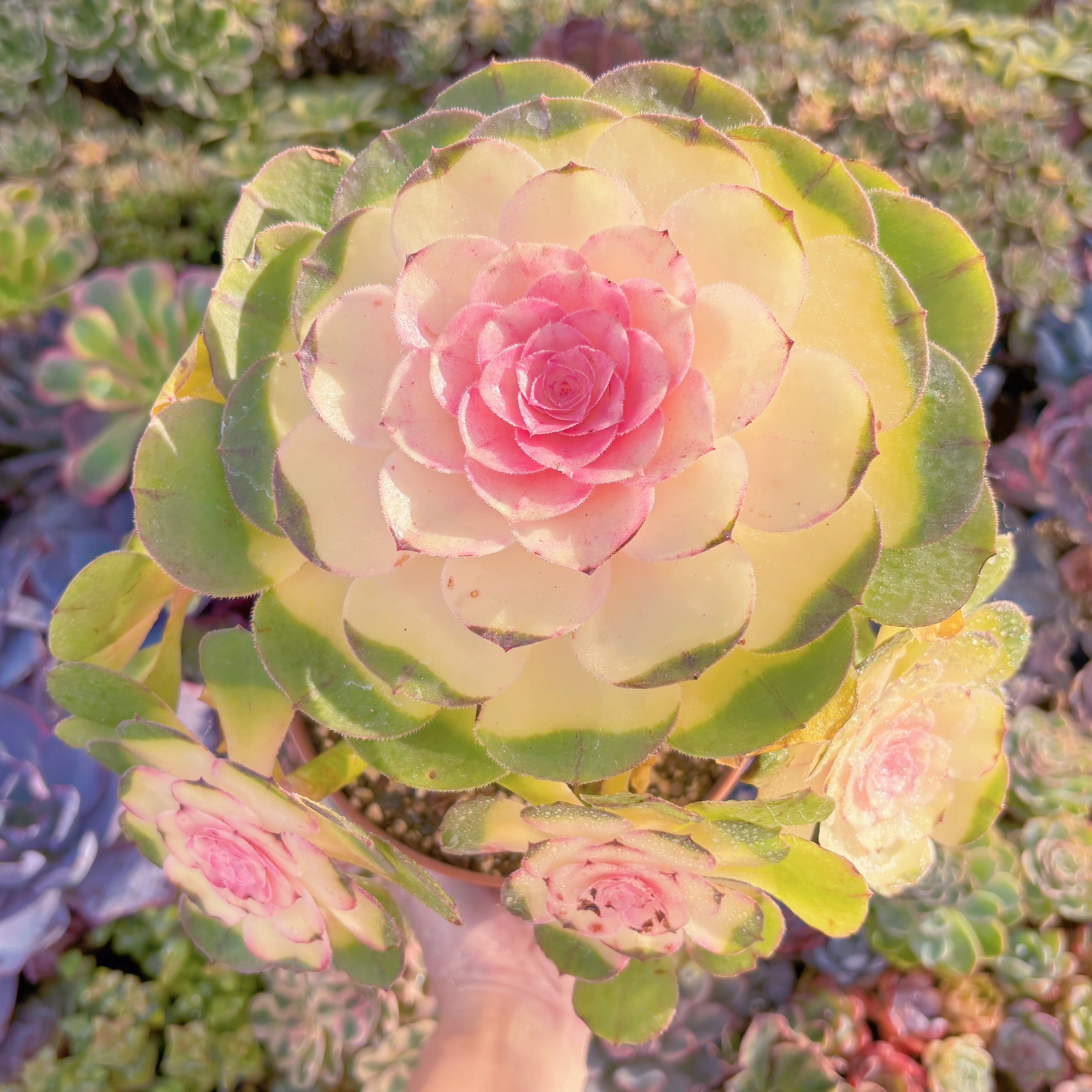 現品　ハロウィン錦#K039　直径約30cm　特特大群生　新入荷　るる農園