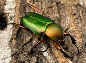 【WD】美麗種《ロドリゲスヒメカブトハナムグリ 32mm ペア》