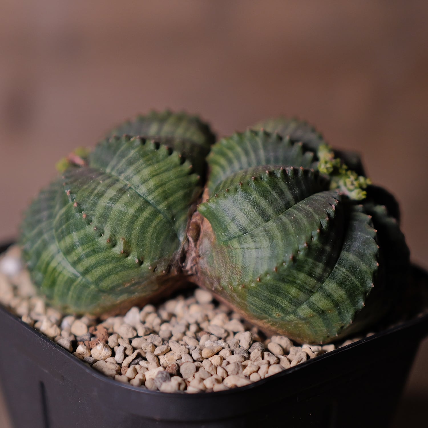 超厳選株 | LIGHTHOUSE.PLANTS - 海外実生株のオベサなど輸入植物を