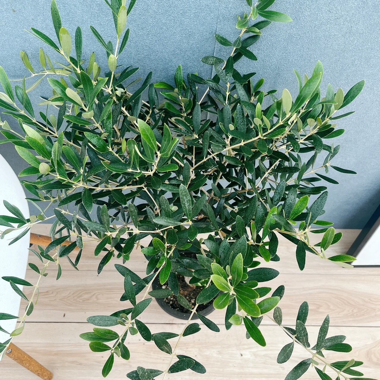 現品］15番 創樹 オリーブ ネバディロブランコ 6号 観葉植物 屋外