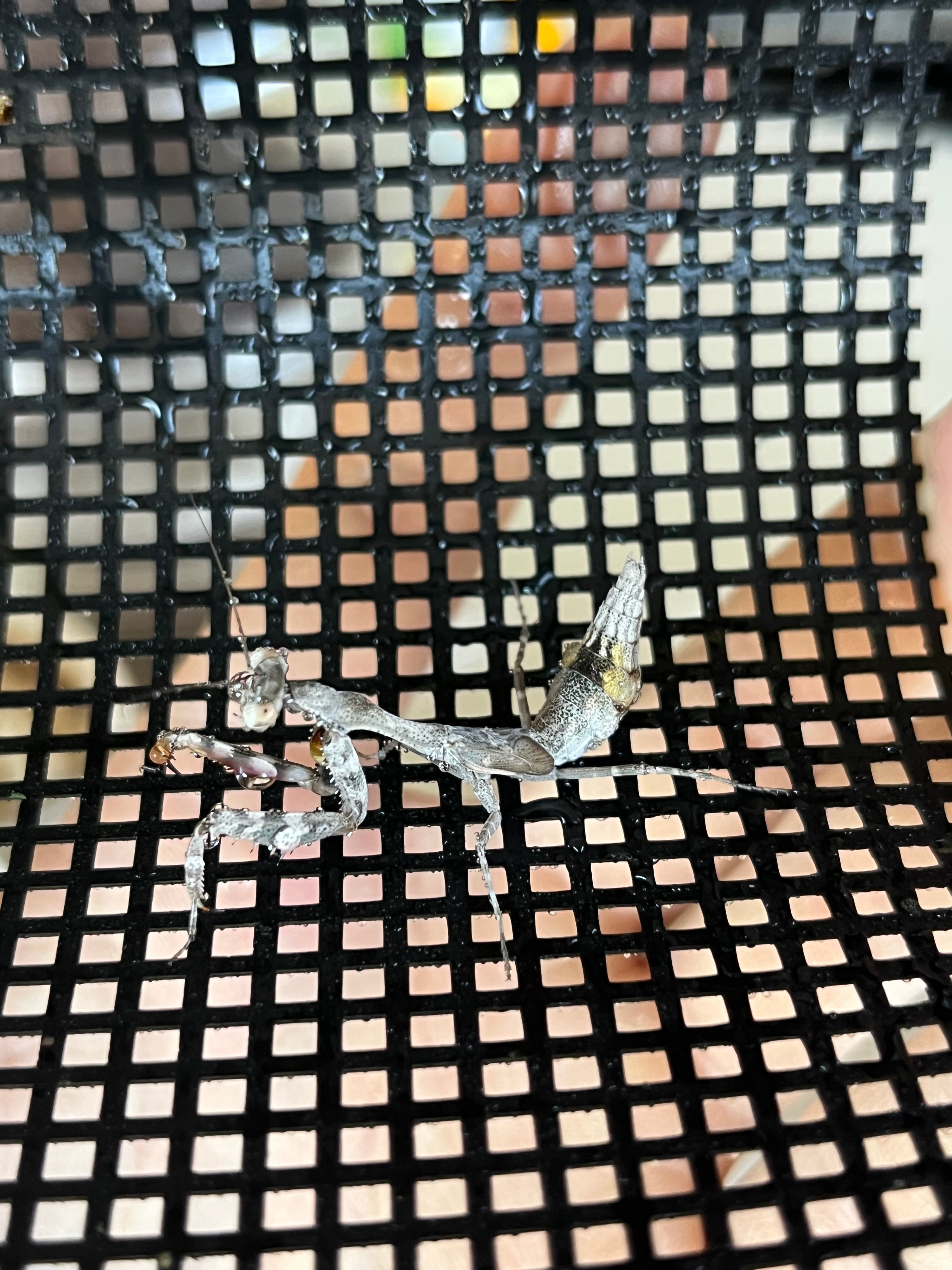 ペア】シリアゲカマキリ 全長3cm程 マンティスムカデセンチピード
