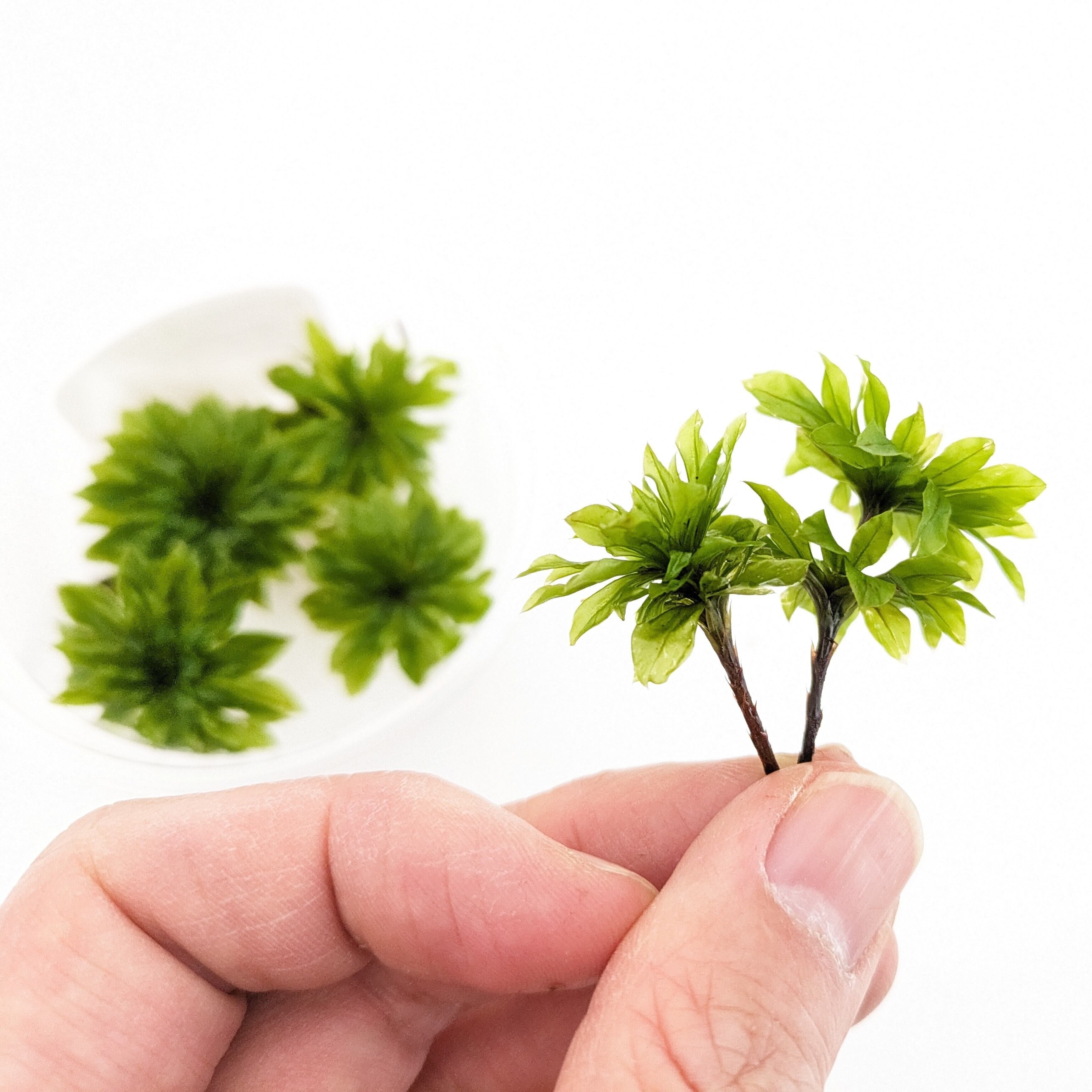 カサゴケ 4芽入り｜苔テラリウム作製用素材苔 | 苔テラリウム専門