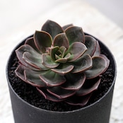 カット苗 チョコレートブリック Echeveria 'Chocolate Brick'