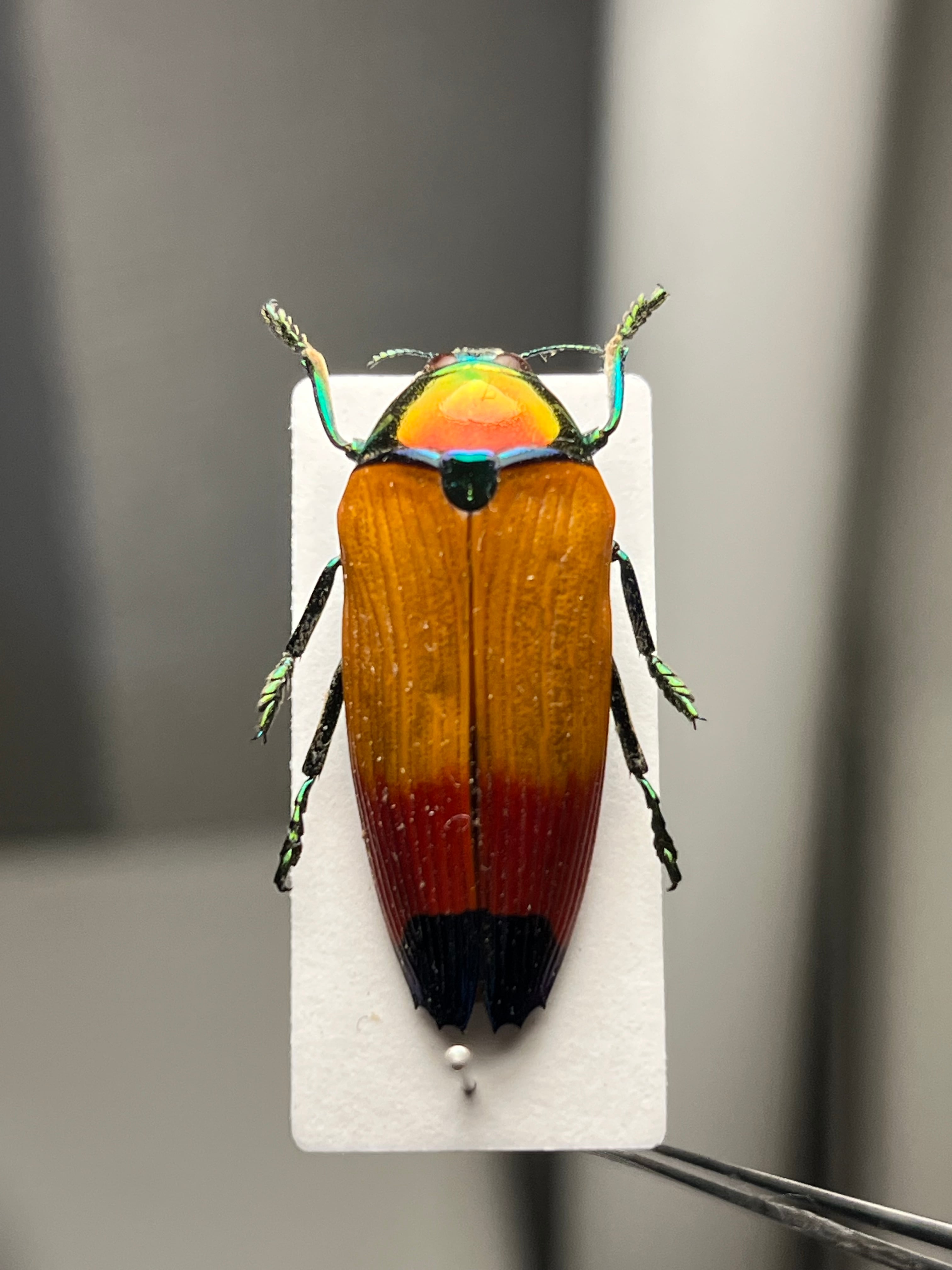 スハンダムカシタマムシ標本 スハンダムカシタマムシ標本 - メルカリ