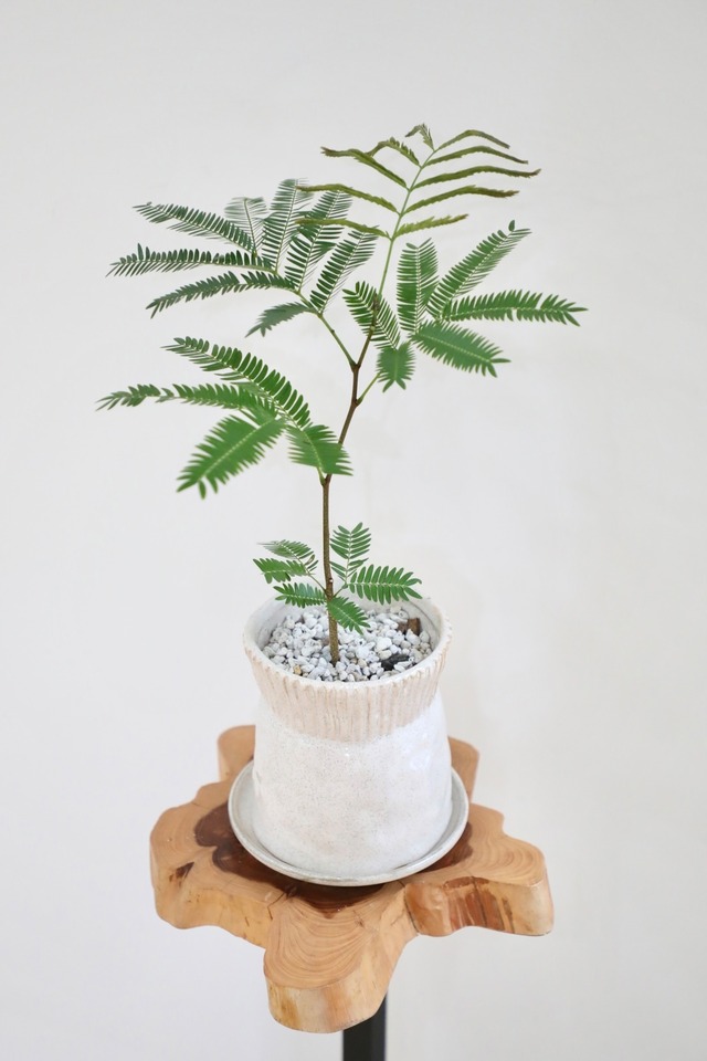 【S】エバーフレッシュ/Pithecellobium confertum ever fresh