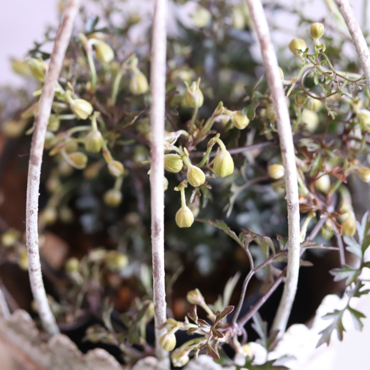 mondimanche ブリキ植木鉢　カージカップポットS W　UF651|1~2ポット植え込みのシャビーシックな鉢　お玄関がオシャレに変わります