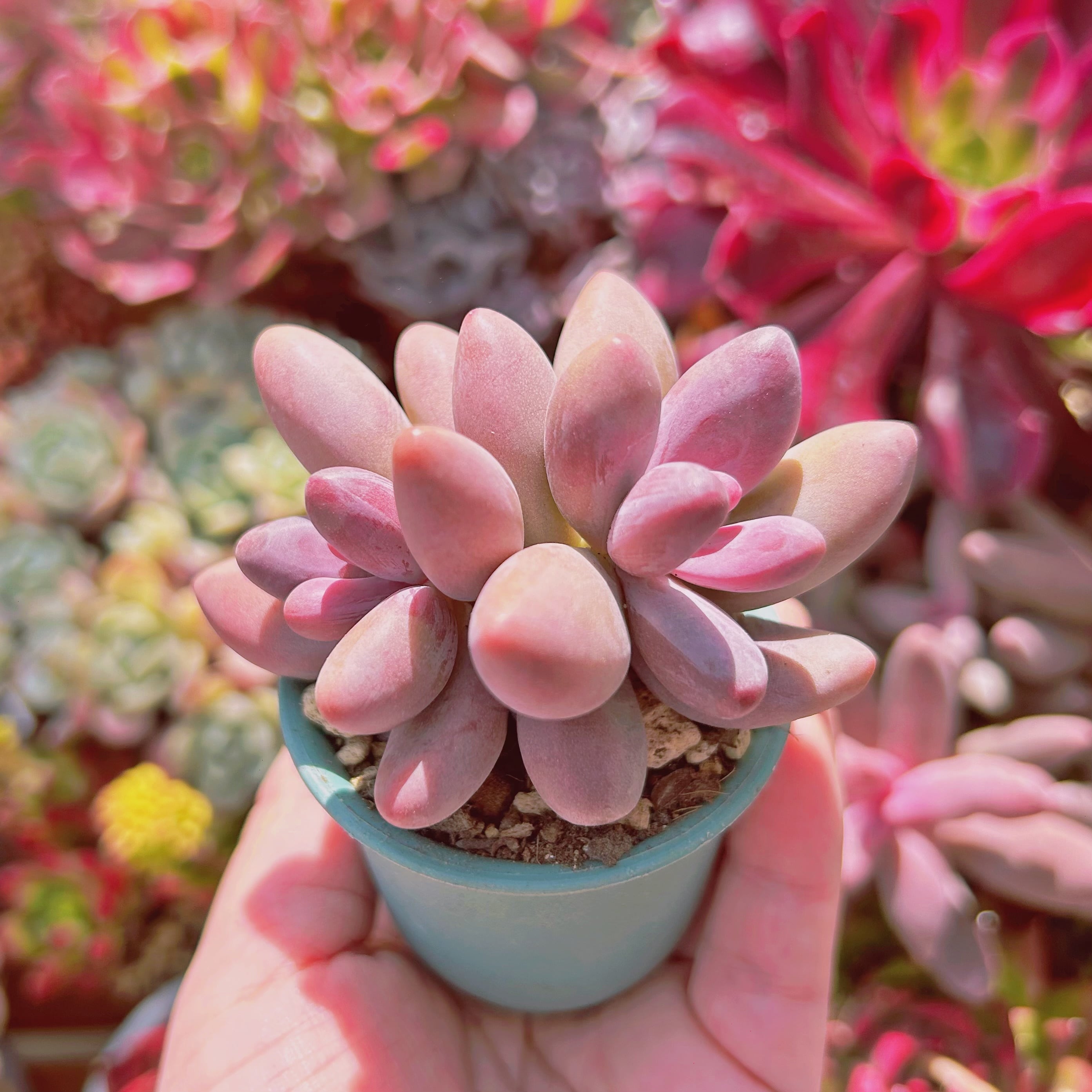 多肉植物　パープルグレープ　3頭以上