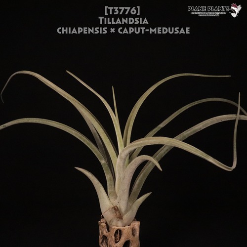 【送料無料】chiapensis × caput-medusae〔エアプランツ〕現品発送T3776