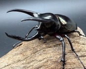 【WD】《アトラスオオカブト亜種マンテツ ラオス産 89mm ペア》