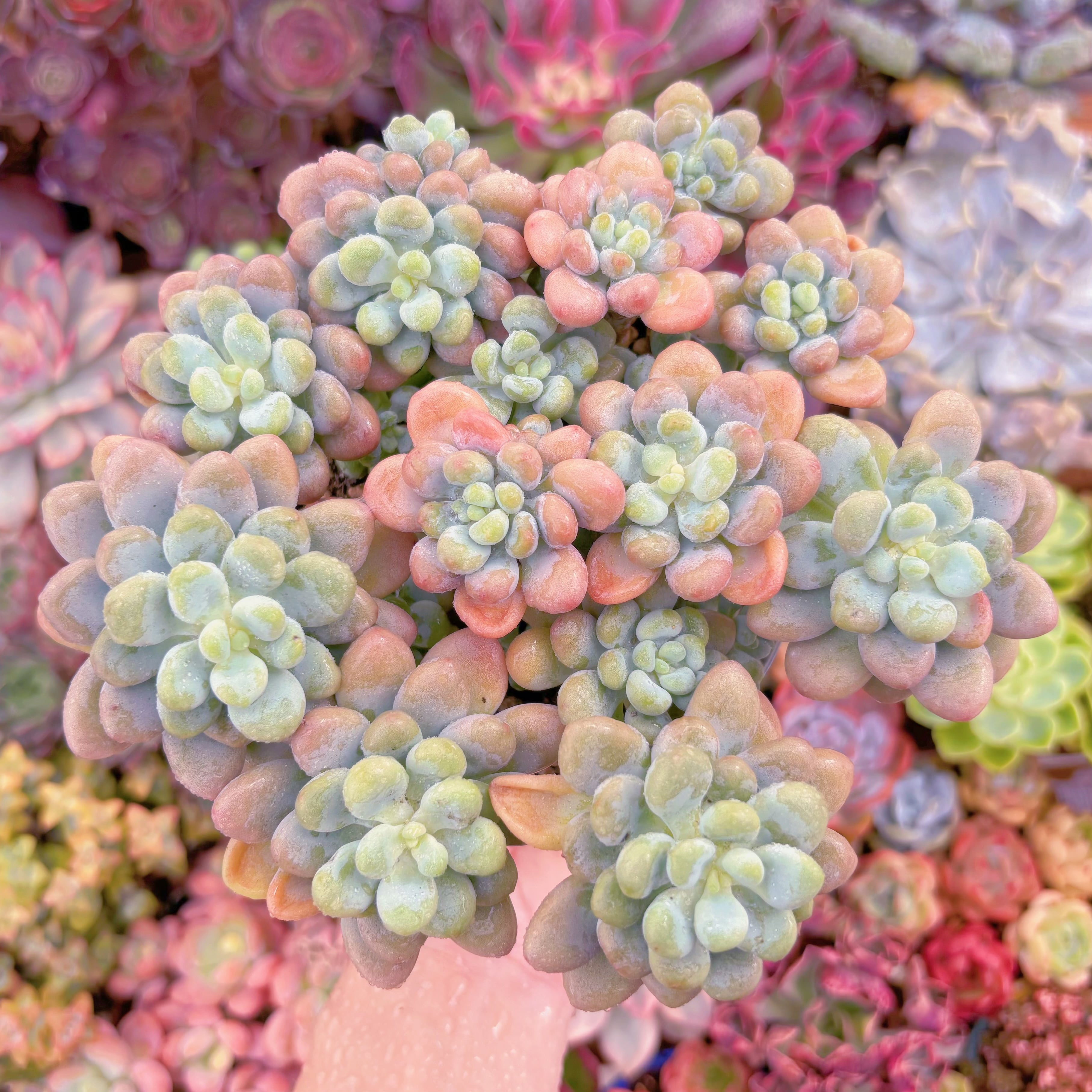 現品　マカロンxロココ#676　大群生　るる農園