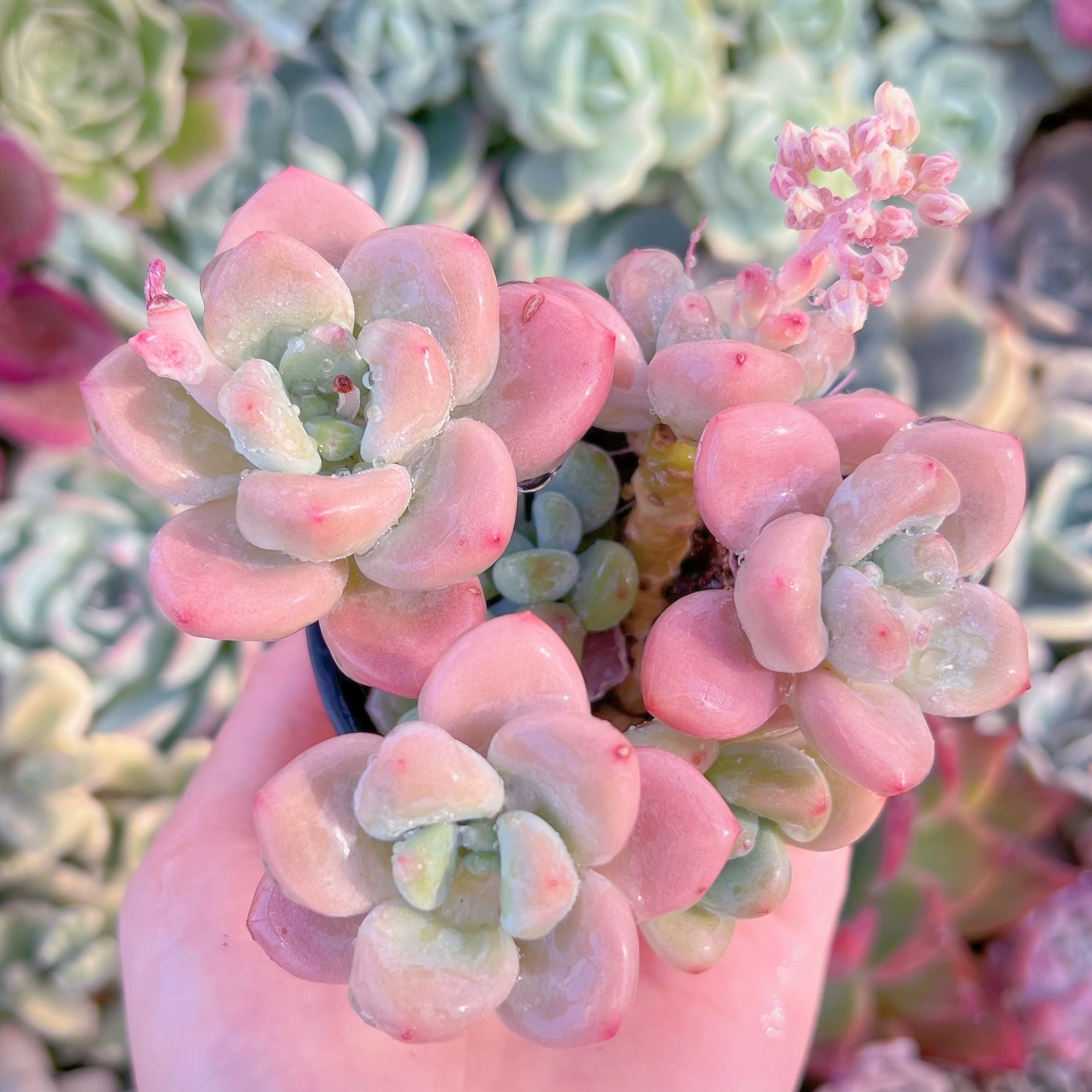 現品　マカロン#F211　るる農園