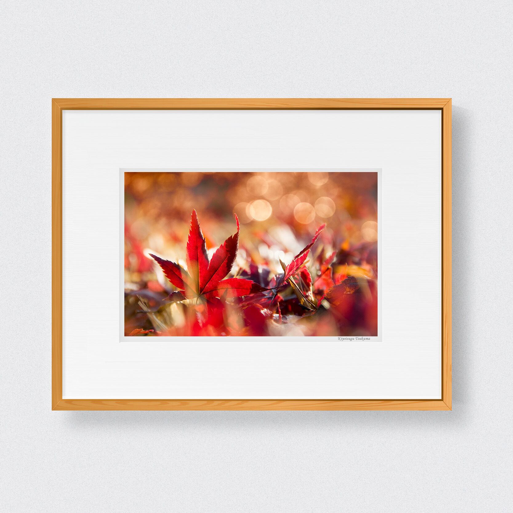 額縁付き写真 暮秋 □額縁サイズ（太子）378㎜×288㎜ | 写真家 津熊清嗣 癒しの世界