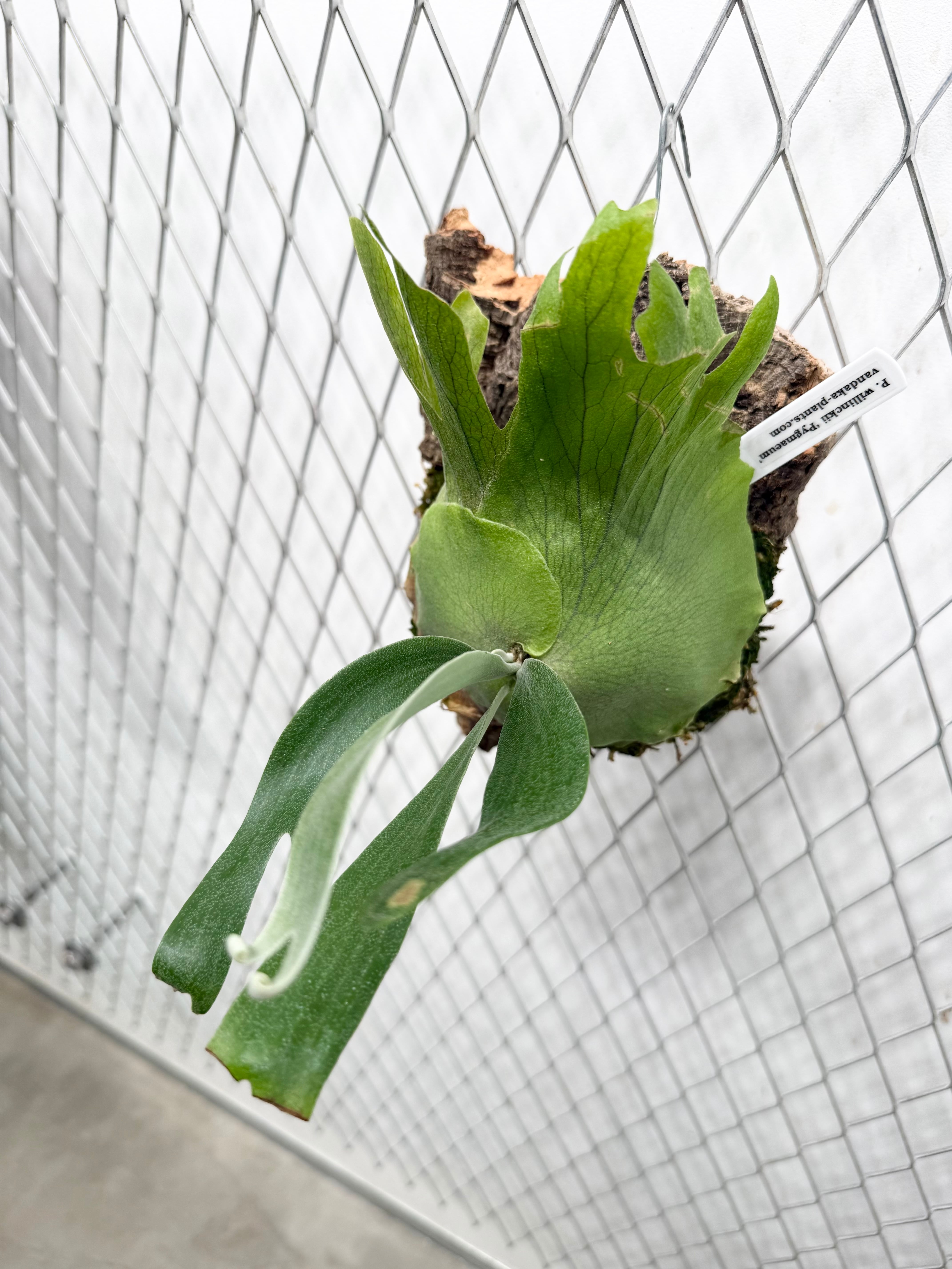 a) P. willinckii 'Pygmaeum' ウィリンキー 'ピグマエウム' | vandaka