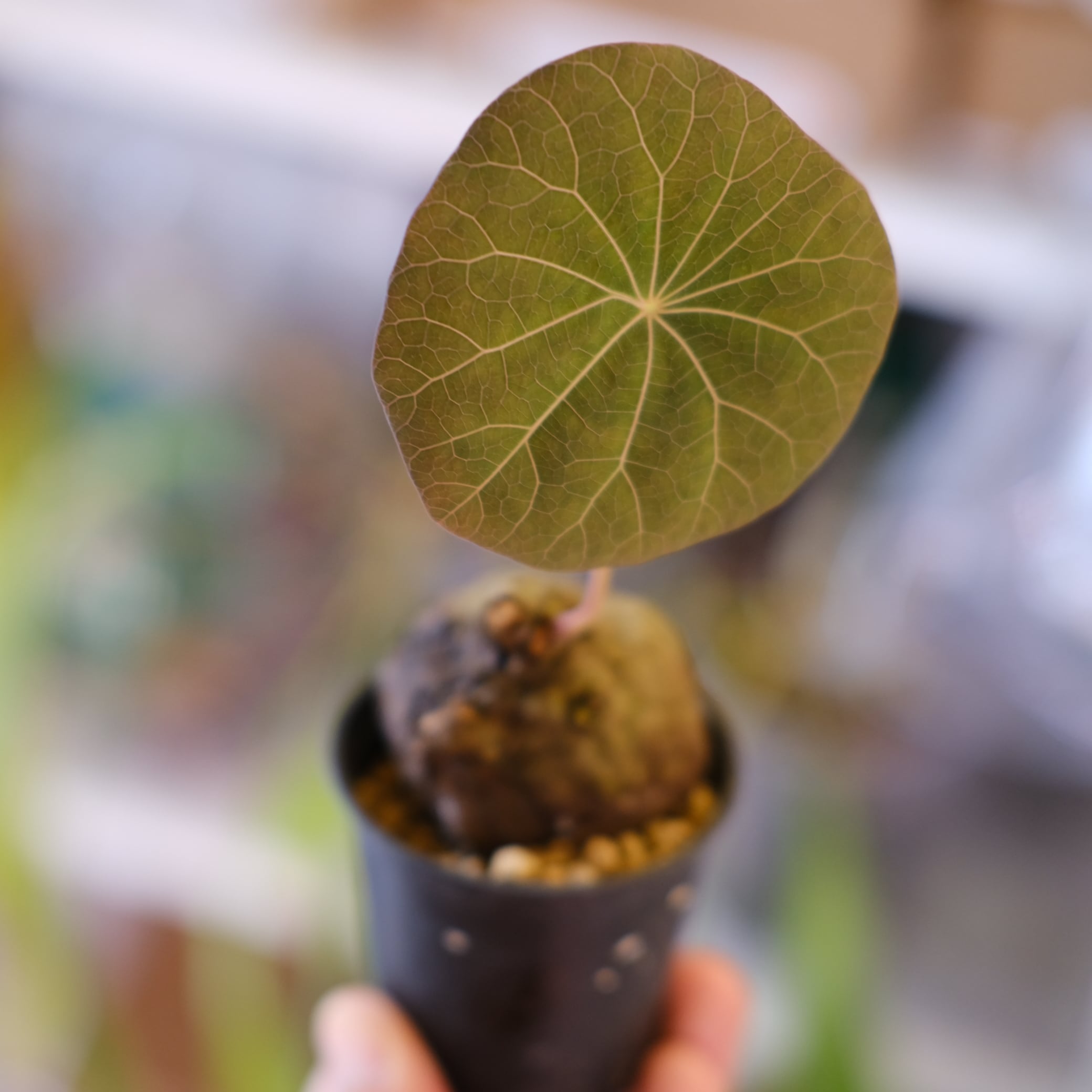 Saxifraga stolonifera Tricolor｜別名：ストロベリー ベゴニア｜観葉