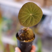 Stephania kaweesakii│ステファニア カウィーサキー⑦│観葉植物