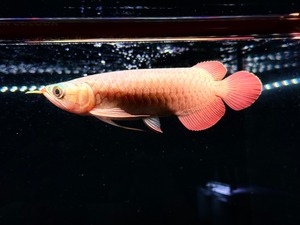 B11   AGUSスーパーレッドF4  23㎝前後　PT.ARWANA LESTARI  アジアアロワナ　紅龍　250-009767