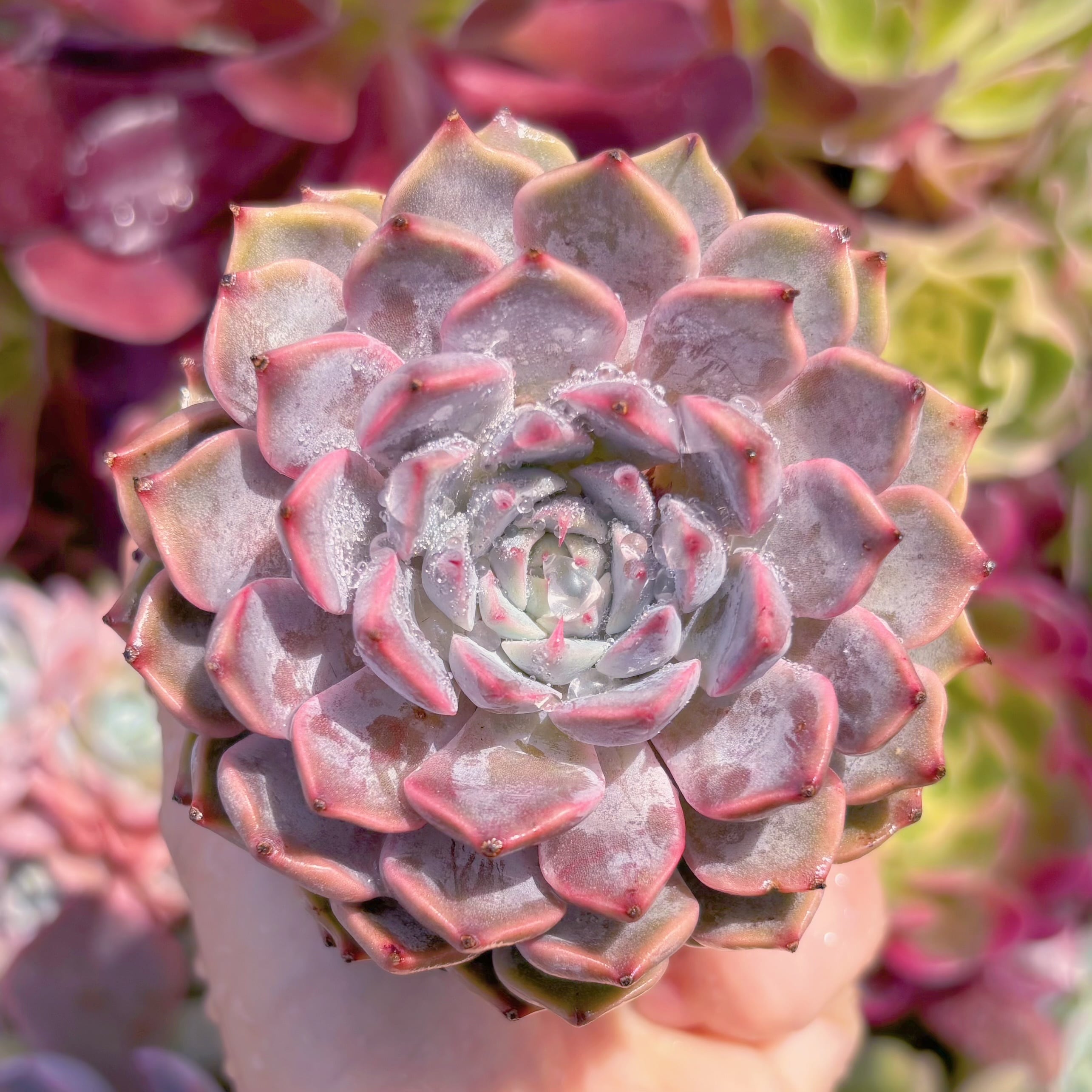 現品　ピンクザラゴーサ#281　るる農園