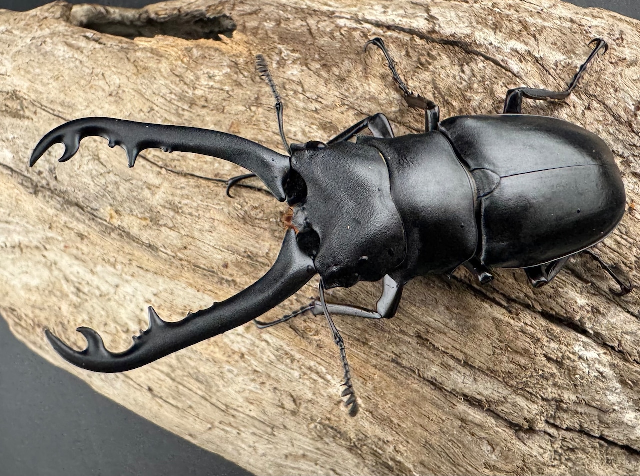 【WD】《 ギラファノコギリ亜種ボロブドゥール 78mm ペア》