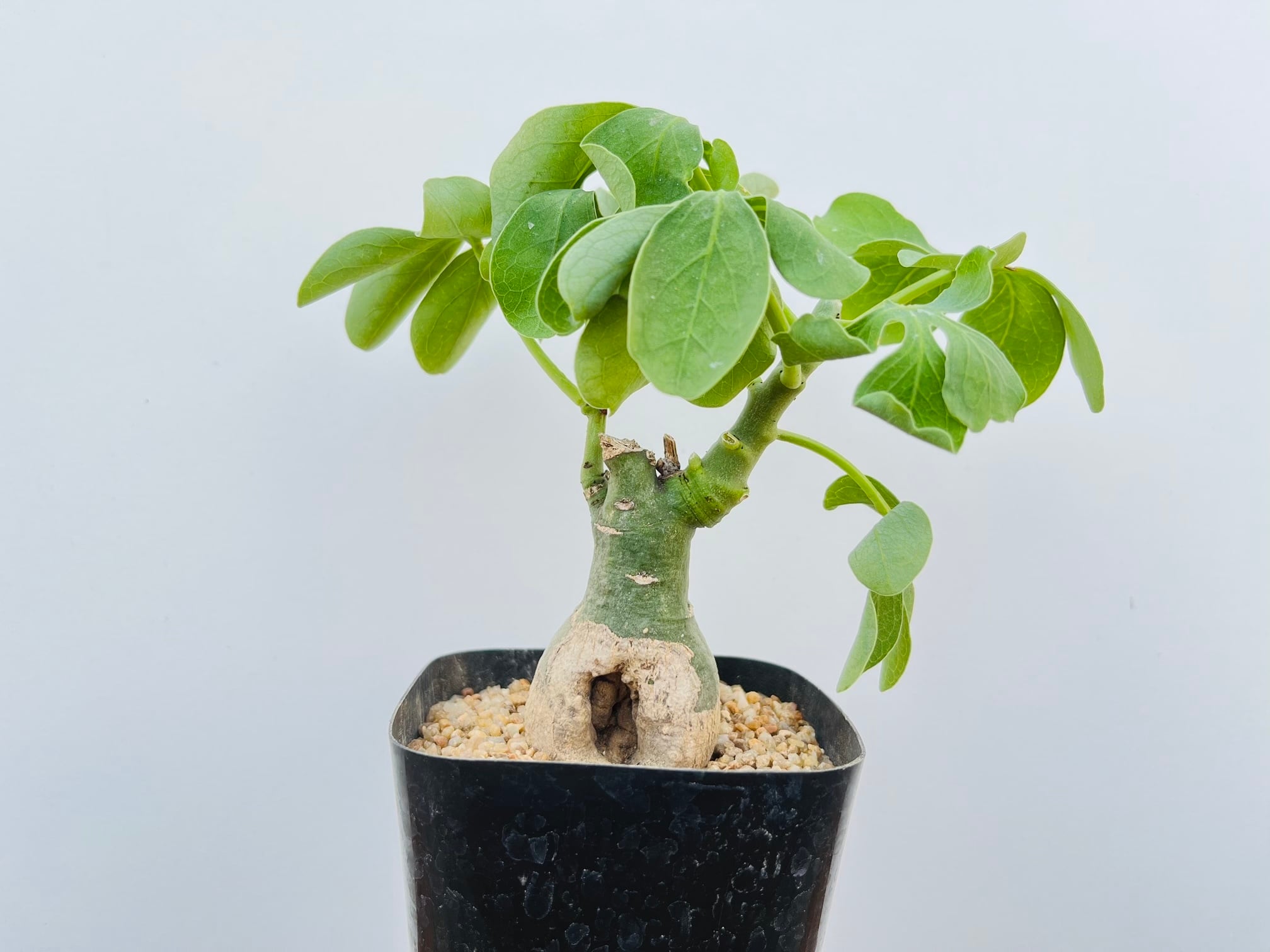Adenia glauca アデニア グラウカ 多肉植物 塊根植物 | plants Adenia glauca アデニア グラウカ 多肉植物 塊根植物 | plants